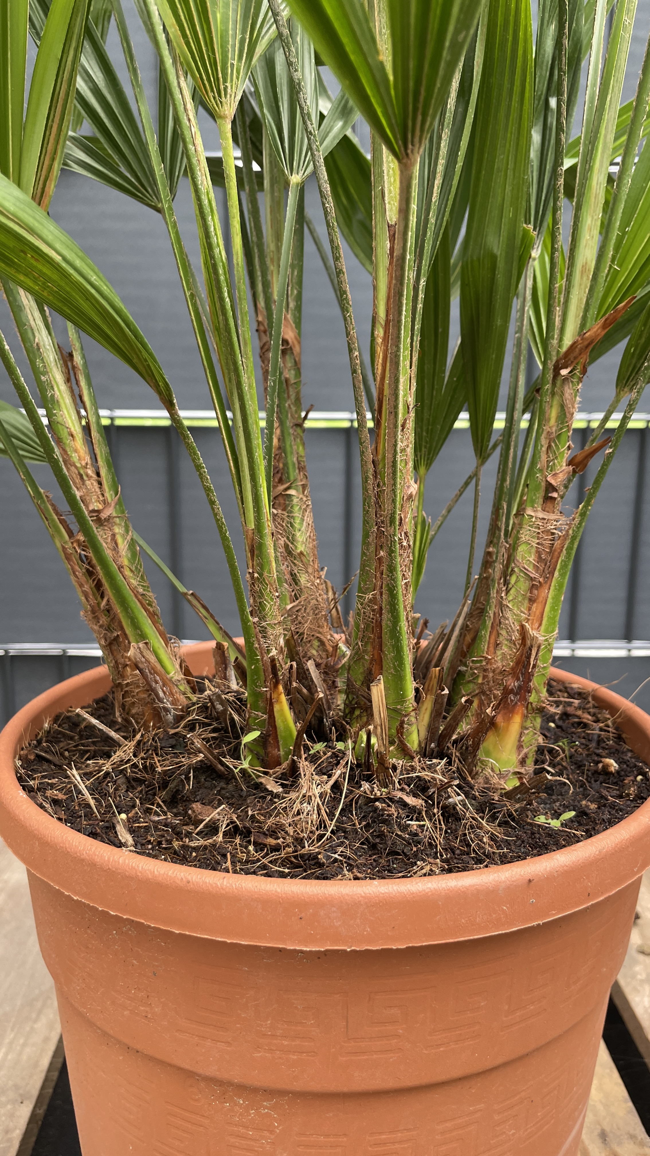 Trachycarpus-fortunei-85-95cm-Multistamm_2 Trachycarpus fortunei Chinesische Hanfpalme Multistamm 85-95cm