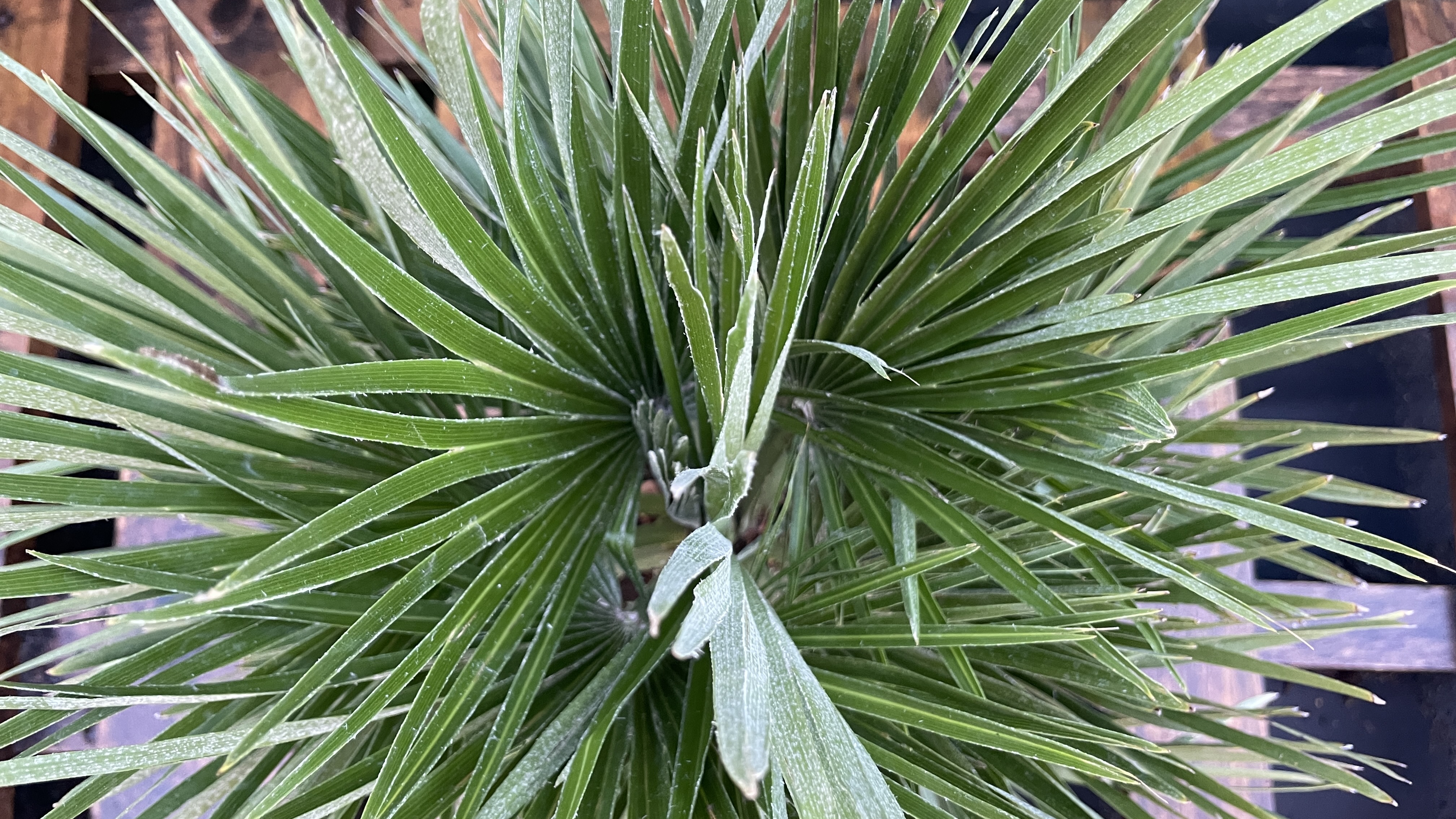 Chamaerops humilis "vulcano" Zwergpalme 45-60cm