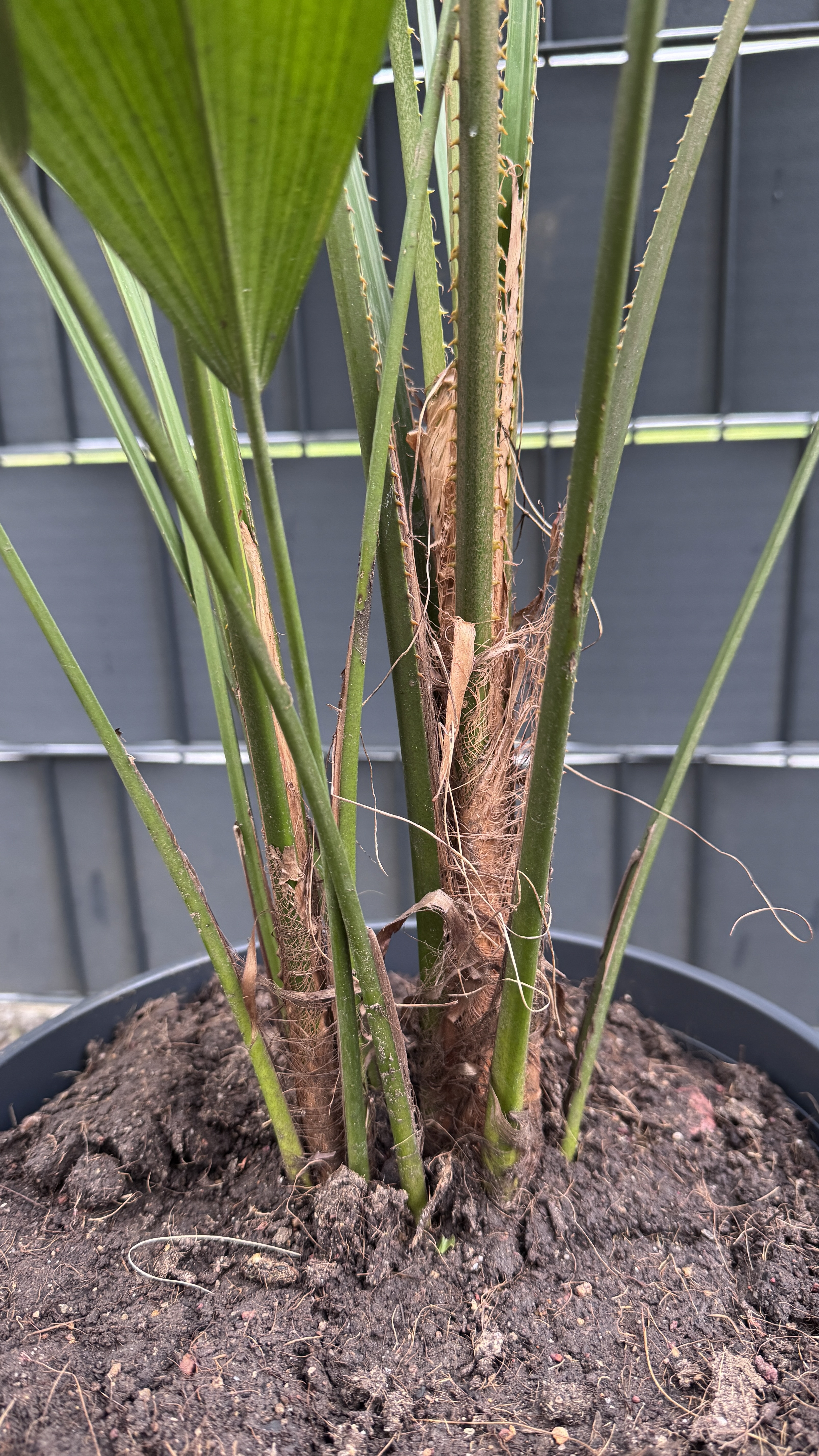 Licuala grandis Großblättrige Strahlenpalme 110-120cm