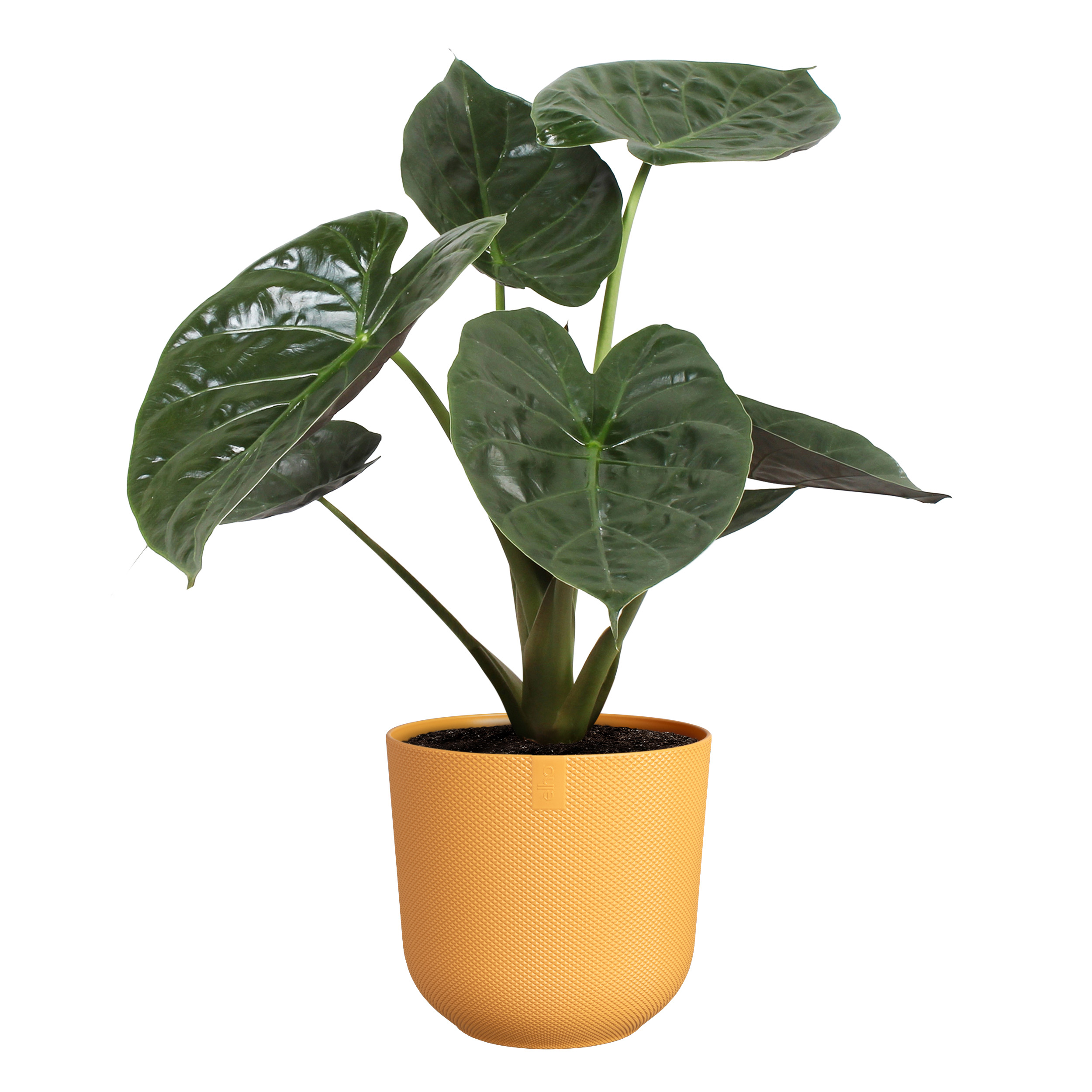 elho jazz rund 26cm amber gelb