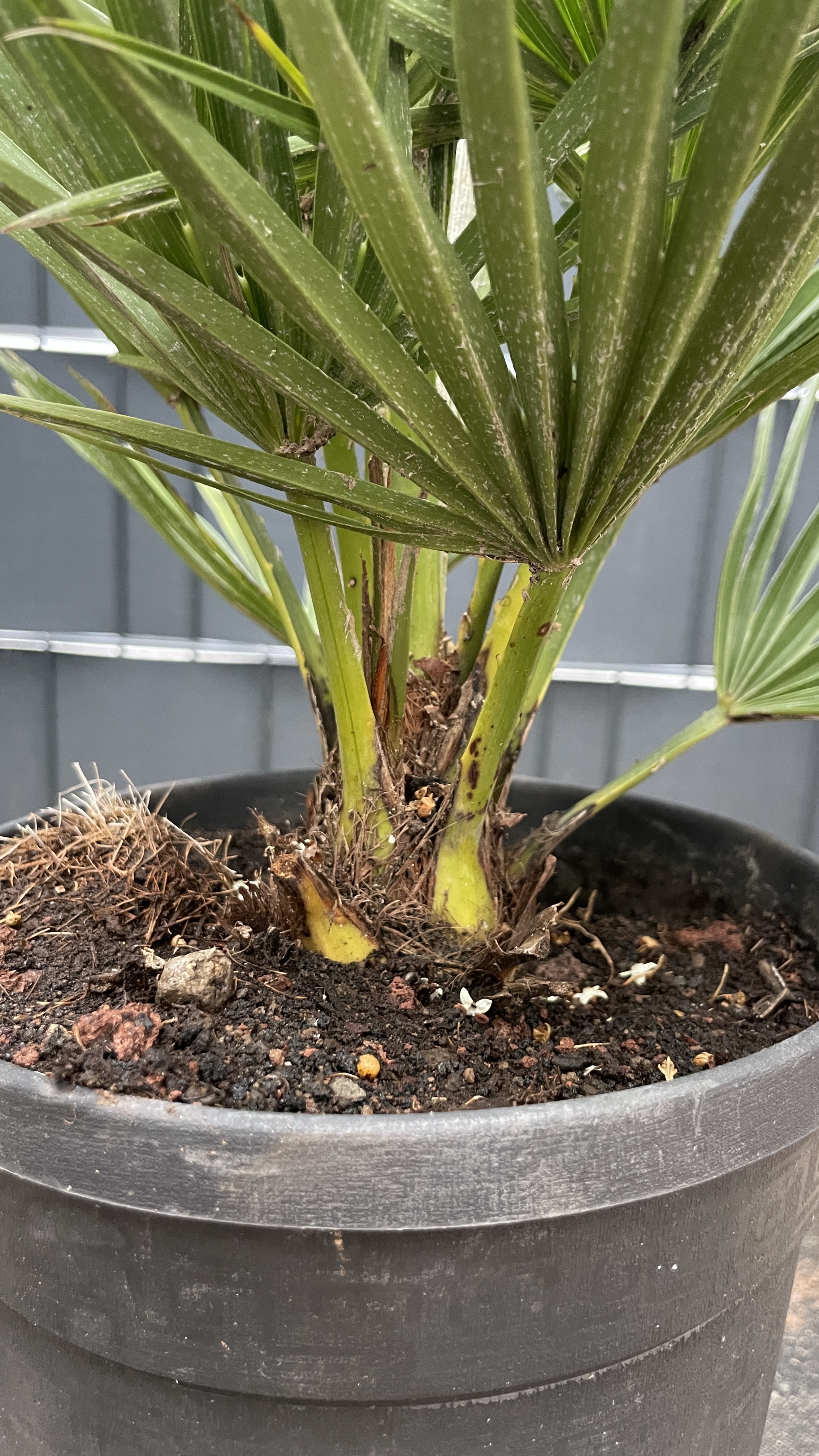 Chamaerops humilis "vulcano" Zwergpalme 35-50cm