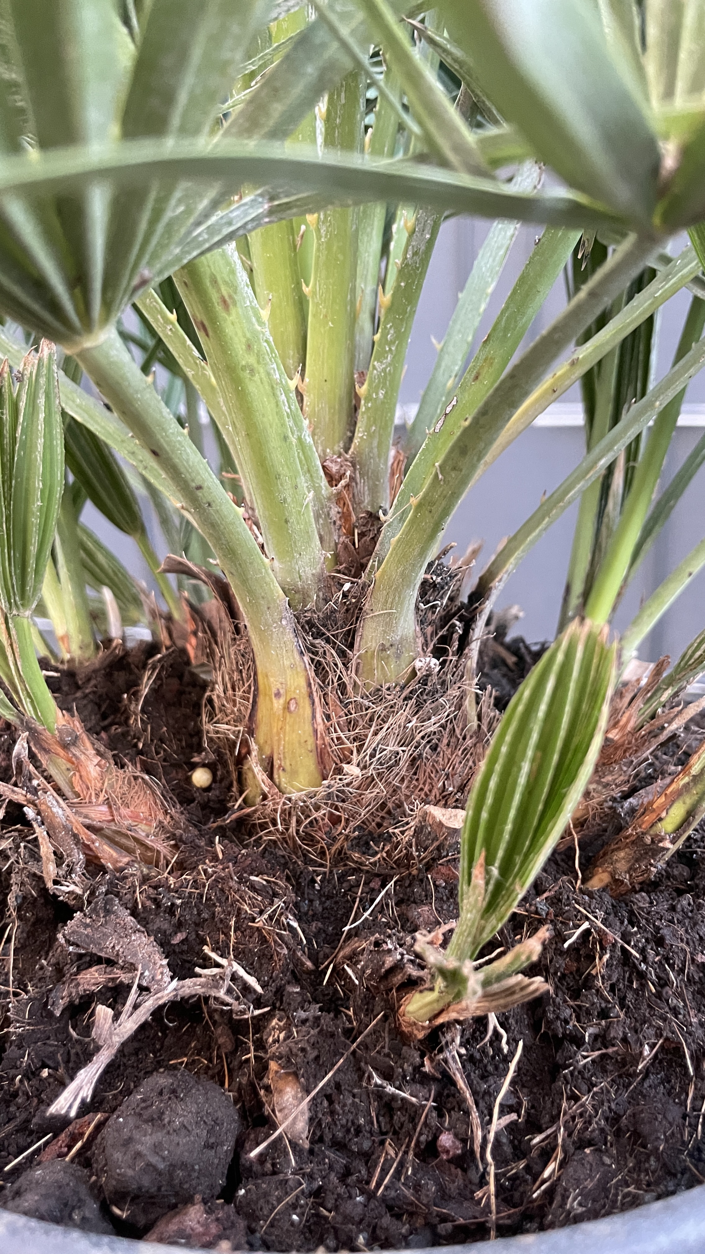 Chamaerops humilis "vulcano" Zwergpalme 45-60cm