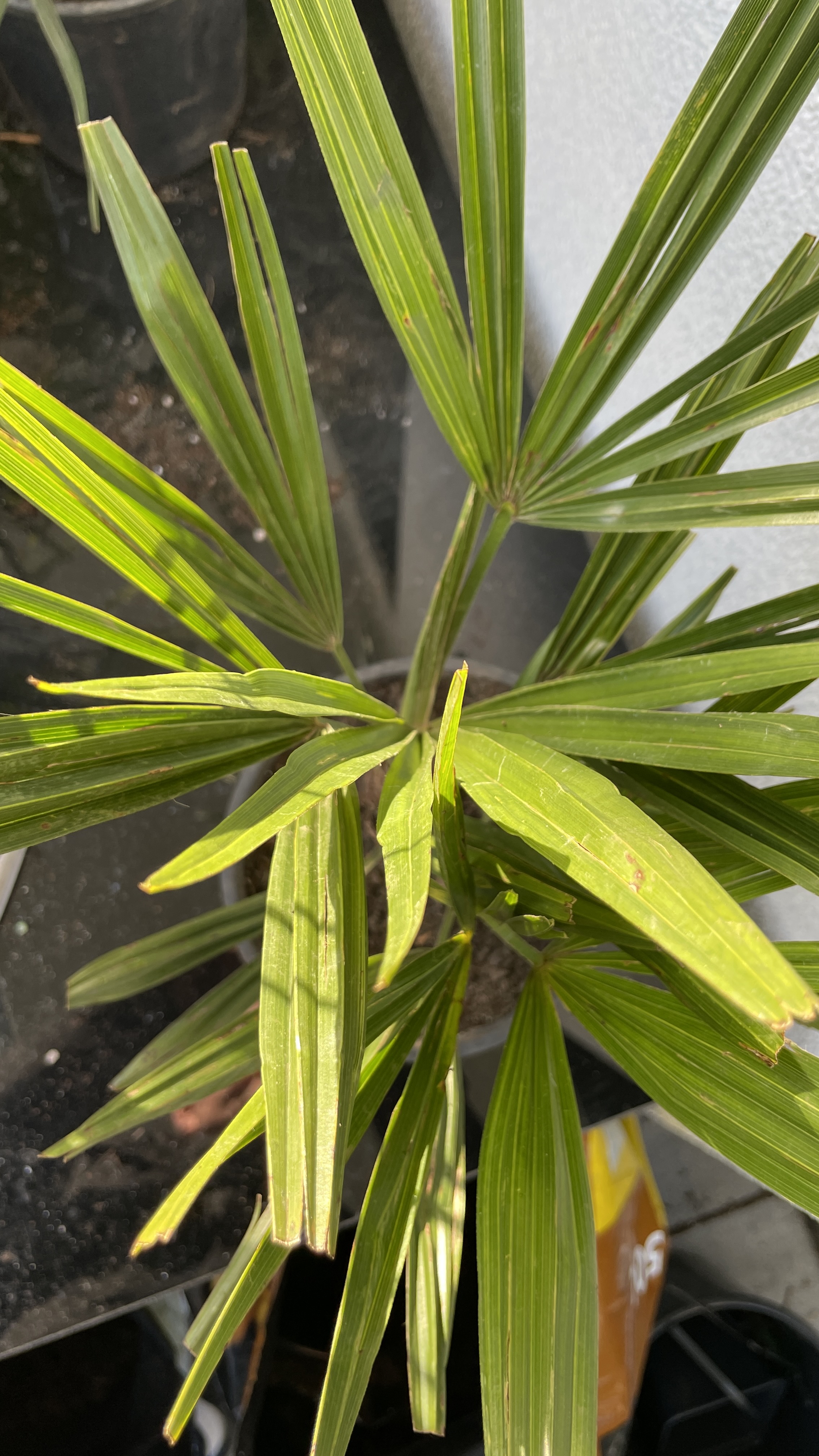 Trachycarpus fortunei Chinesische Hanfpalme 50-70cm, Doppelstamm