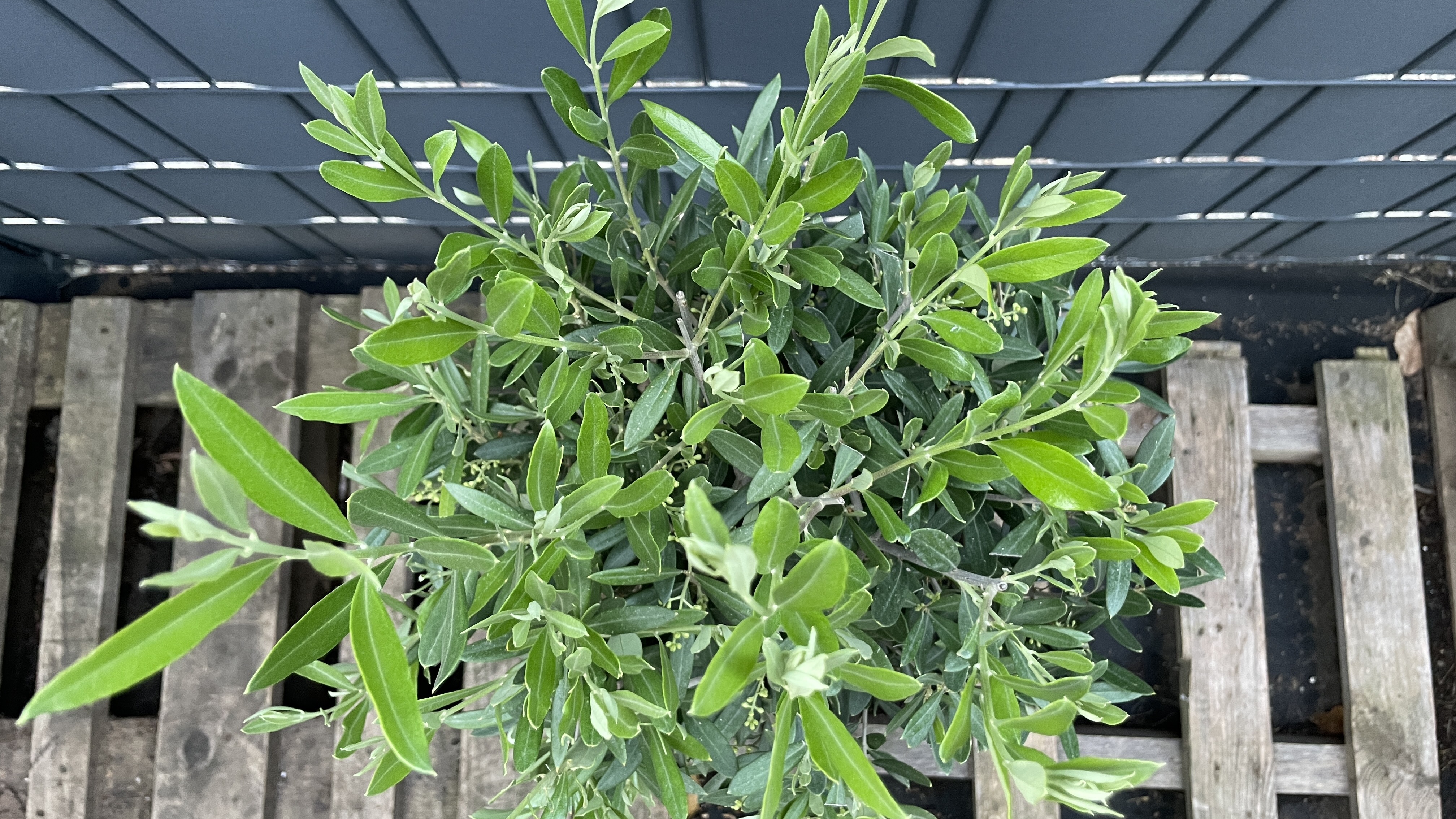 Olea europaea - Olivenbaum 90-105cm