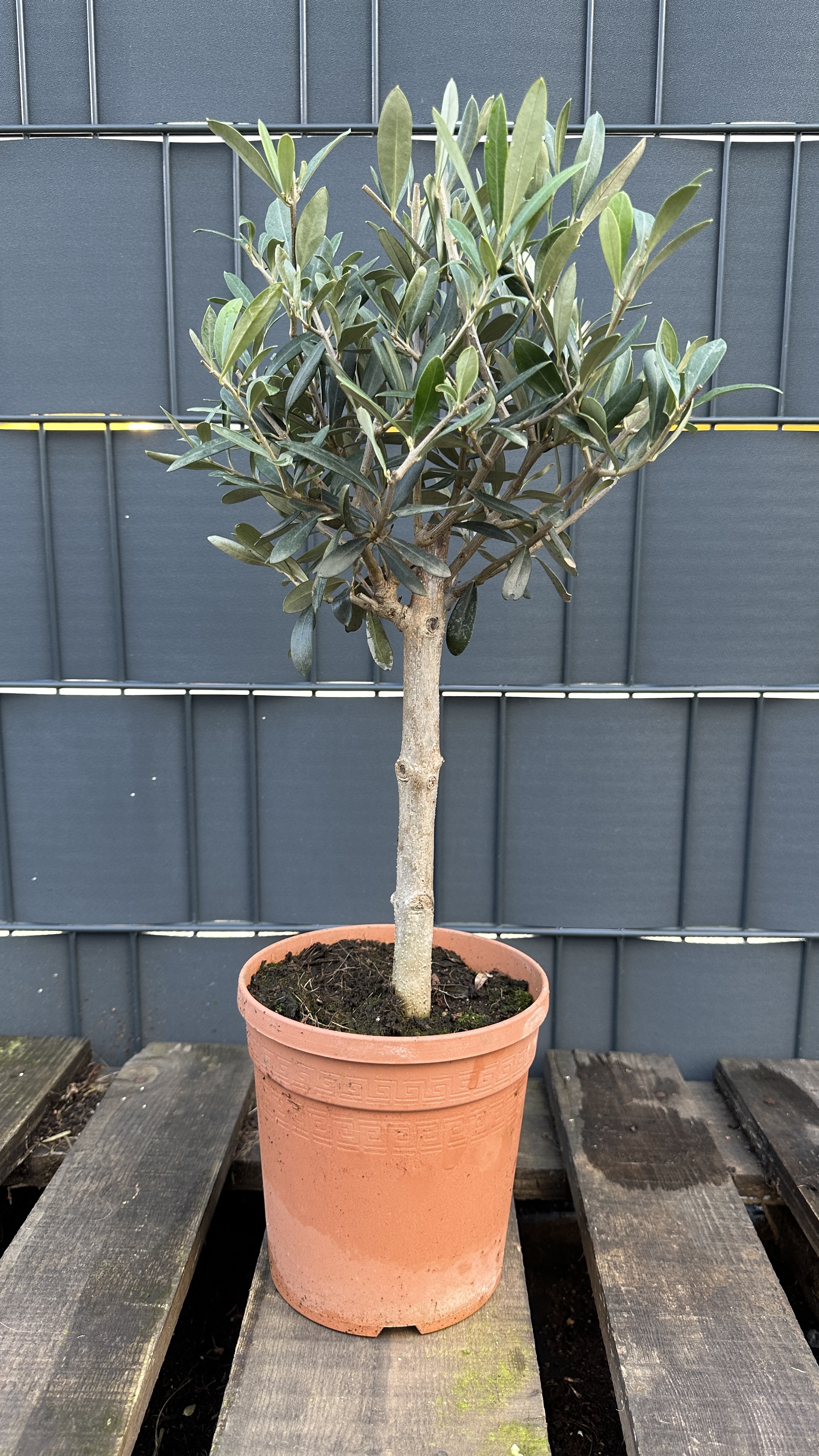 Olea europaea - Olivenbaum 50-60cm (dicker Stamm)