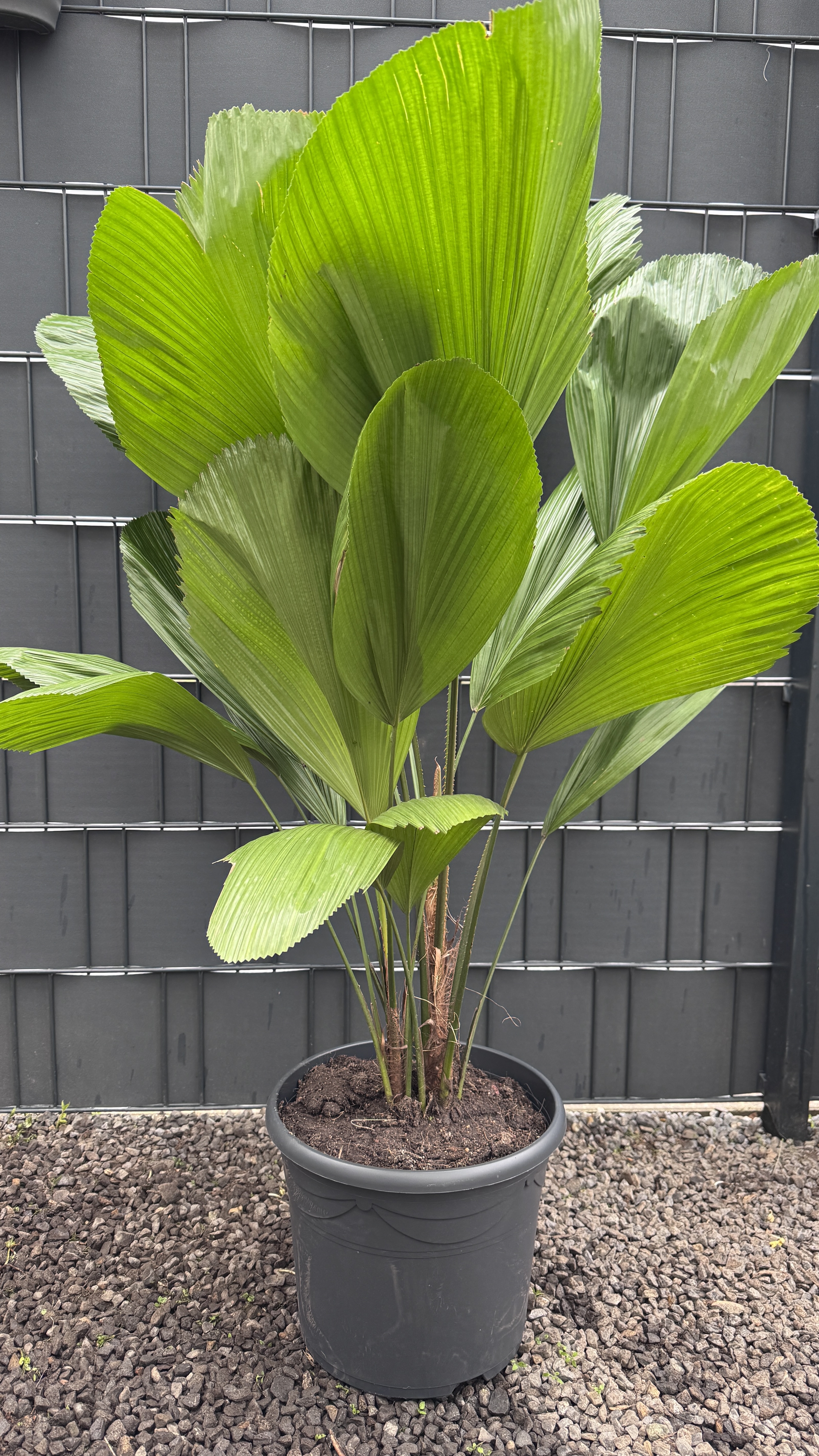 Licuala grandis Großblättrige Strahlenpalme 110-120cm