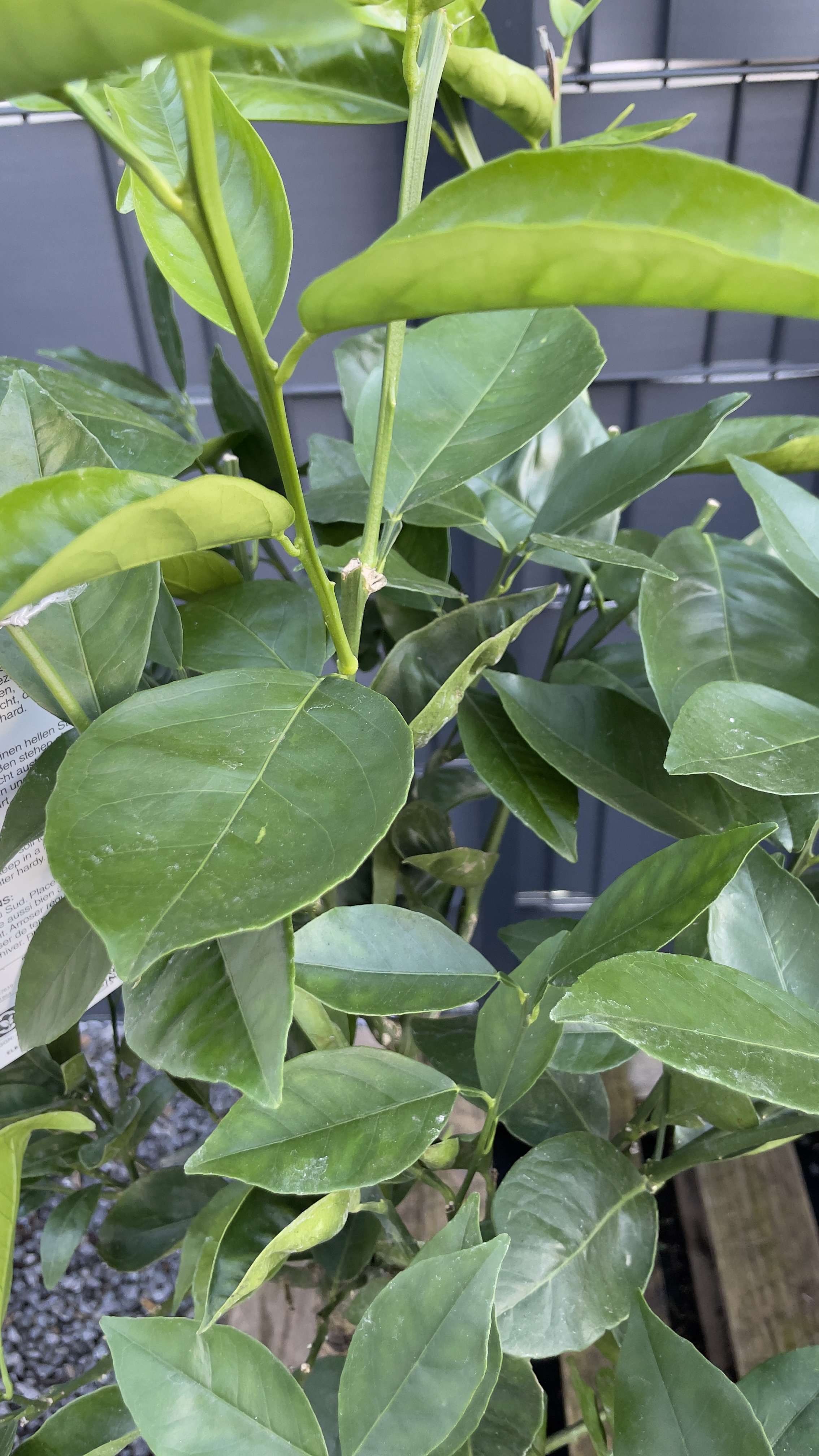 Citrus sinensis "Arancio" 80-100cm