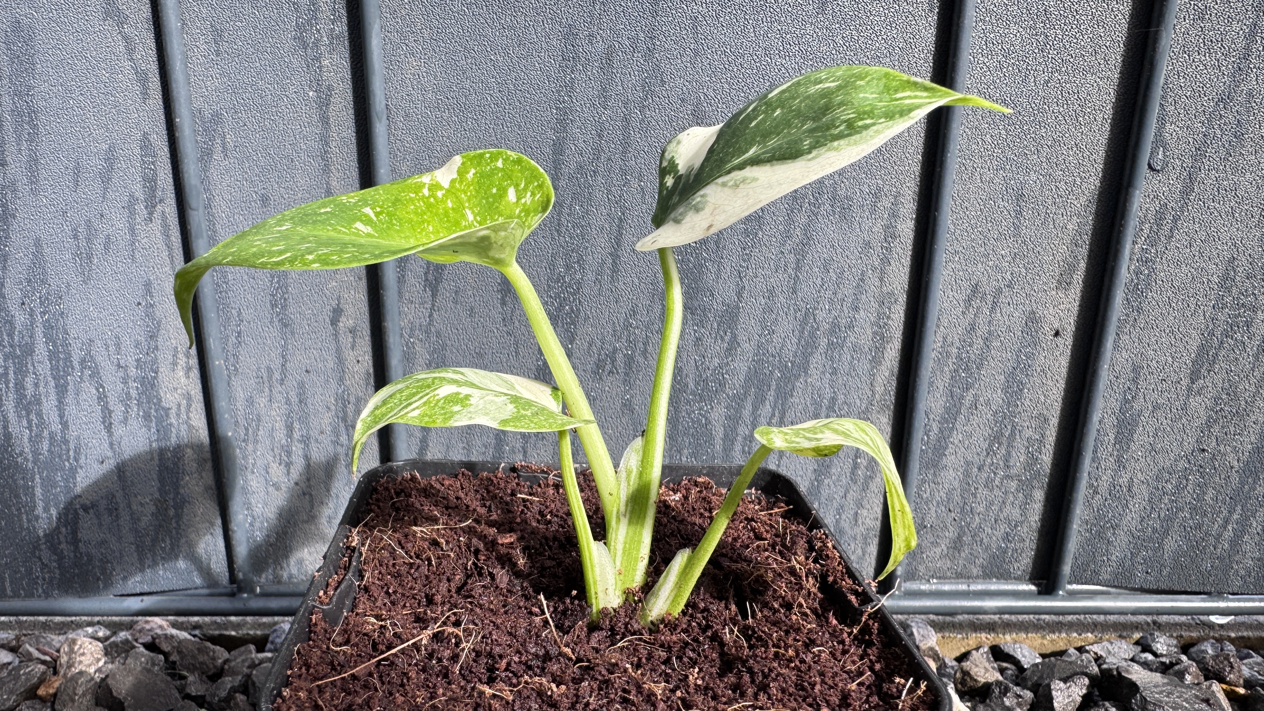 Monstera Thai Constellation Fensterblatt panaschiert 13-19cm