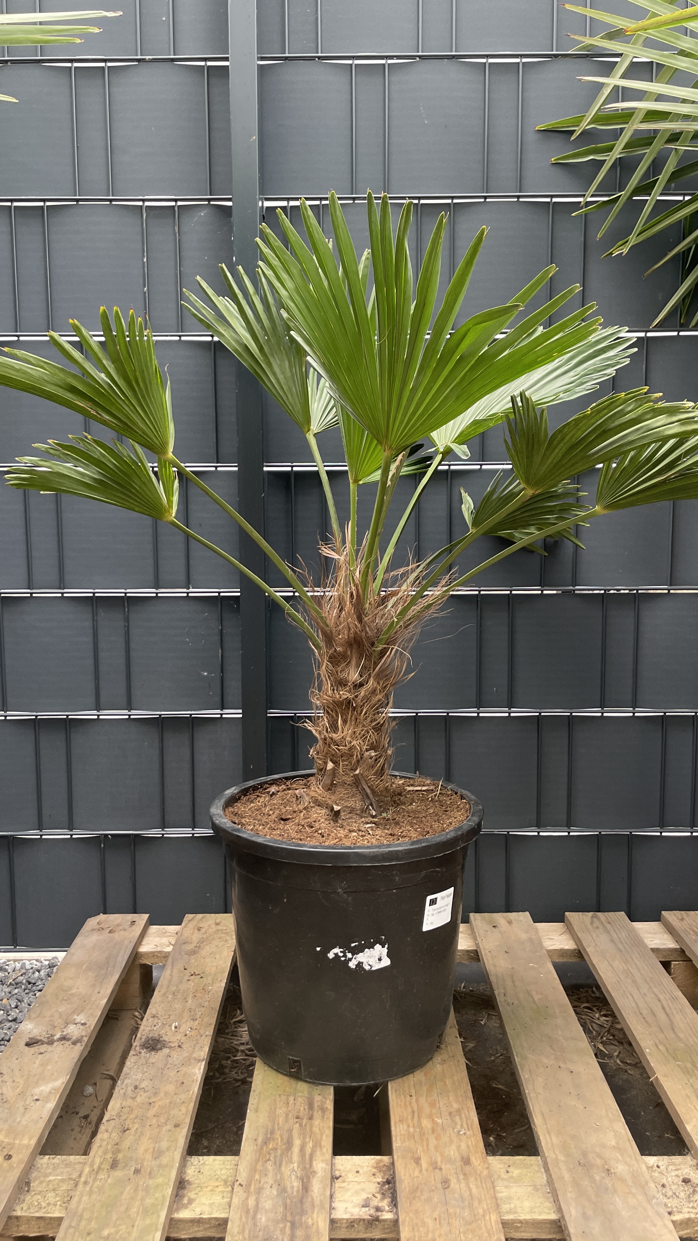 Palm Trachycarpus fortunei 'Wagnerianus' Wagners Hanfpalme Wagnerpalme 
