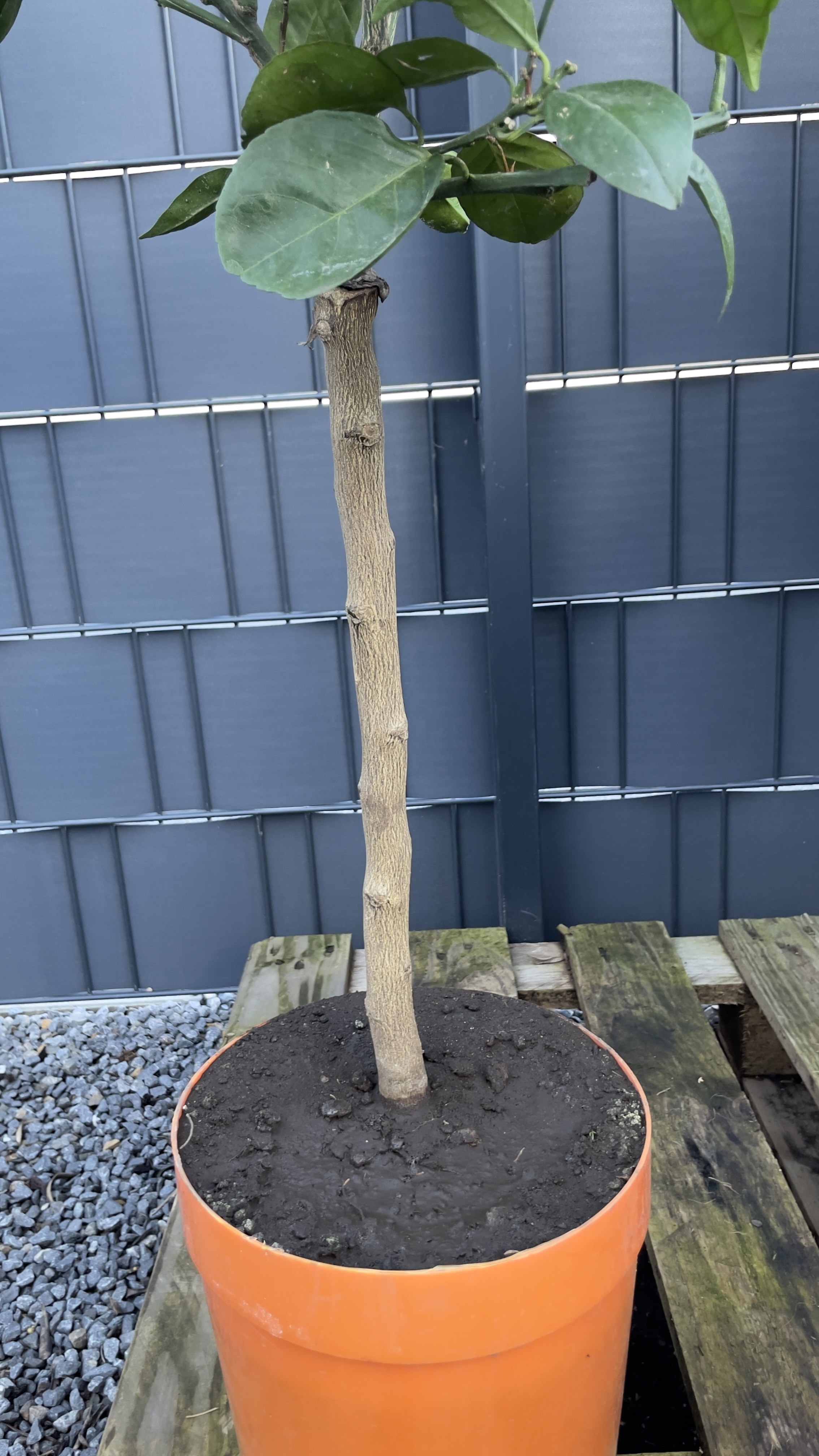 Citrus sinensis "Arancio" 80-100cm