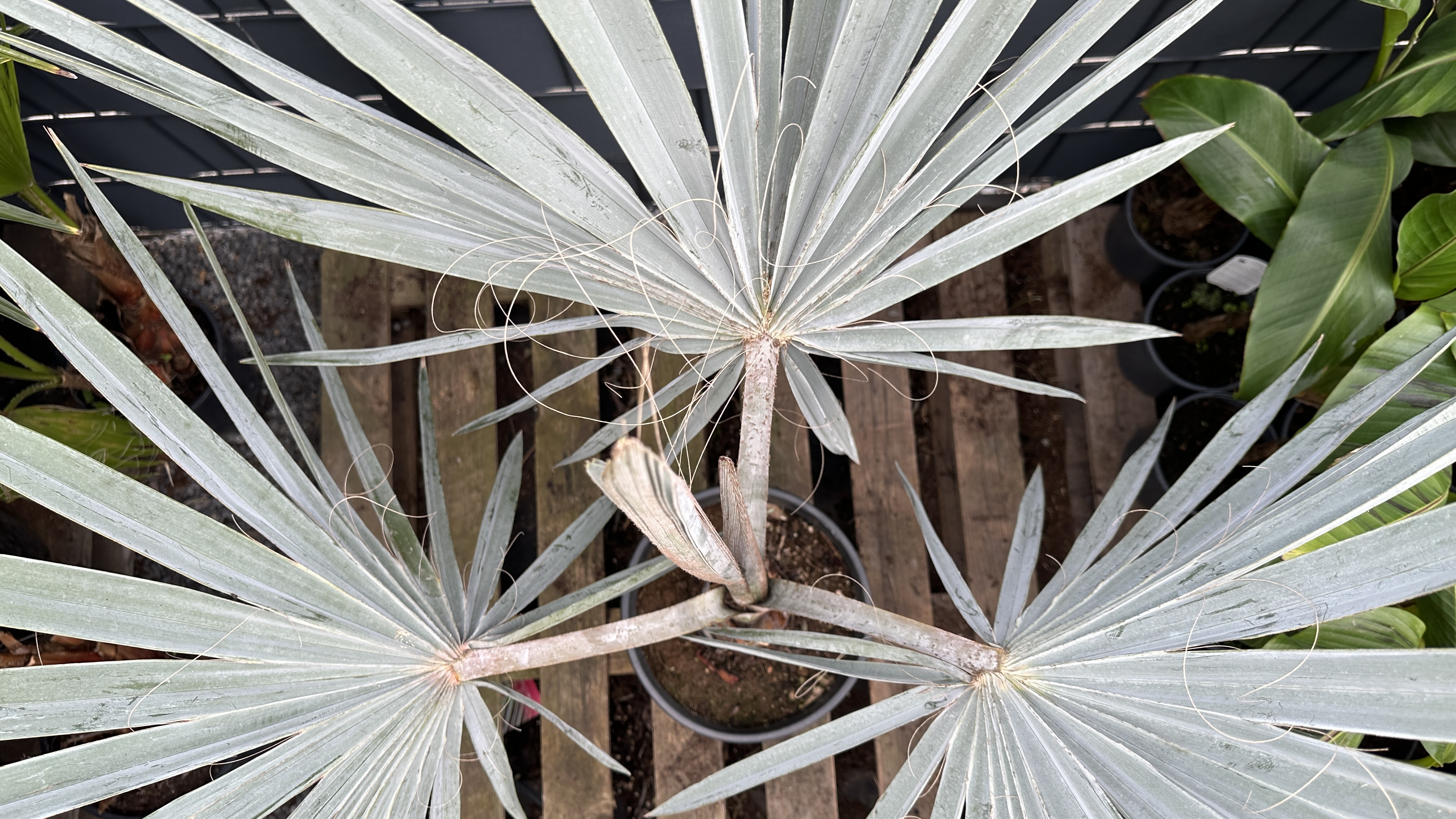 Bismarckia nobilis Bismarckpalme 110-130cm