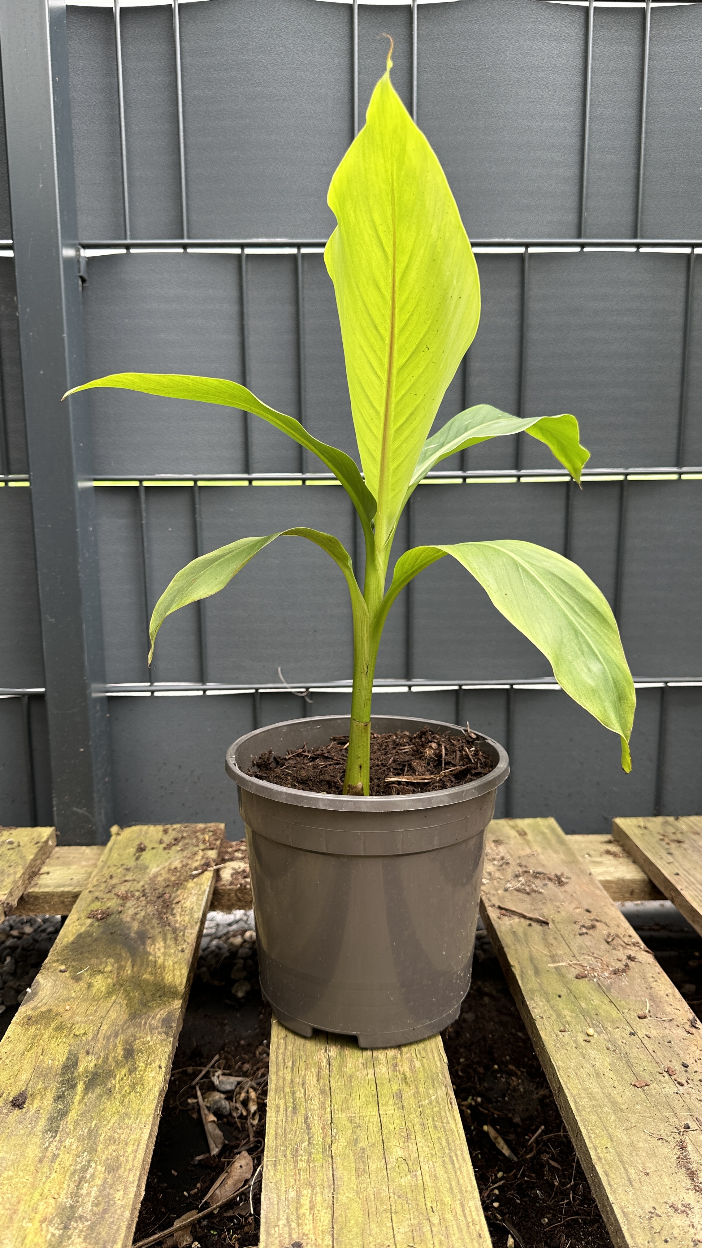 Musa basjoo Japanische Faserbanane, 35-50cm