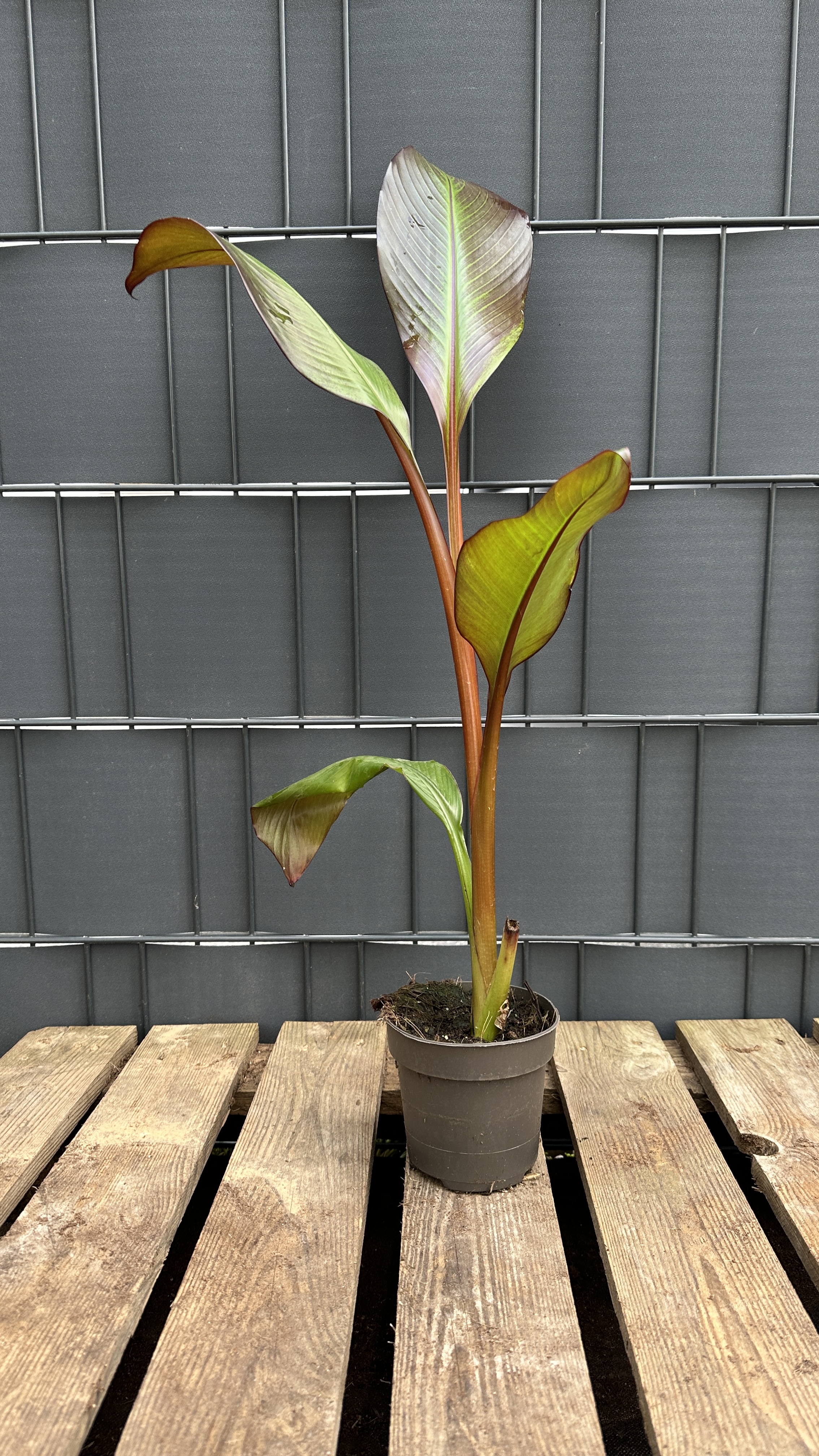 Musa Ensete ventricosum maurelli Rote Zierbanane 50-80cm