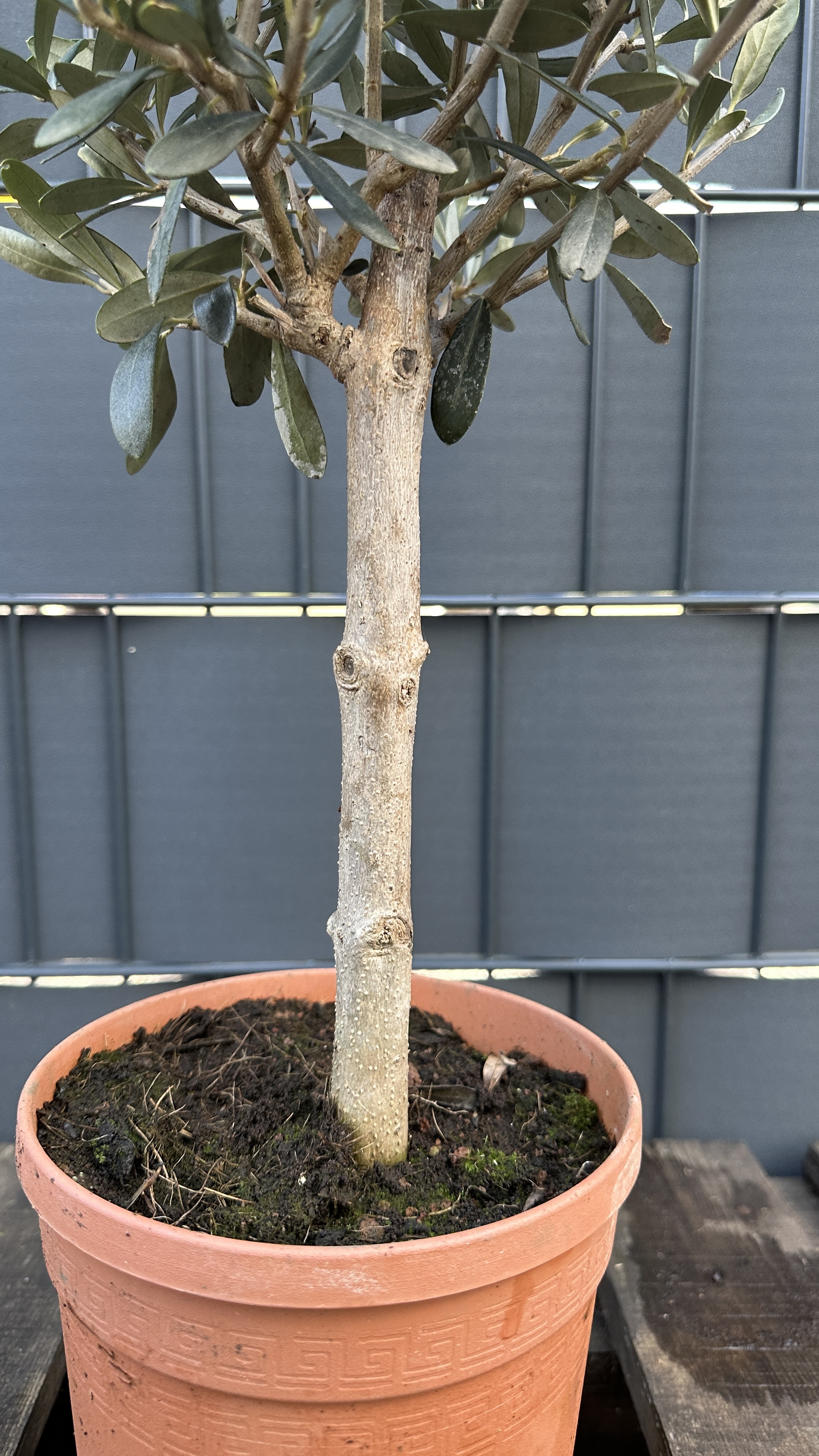 Olea europaea - Olivenbaum 50-60cm (dicker Stamm)