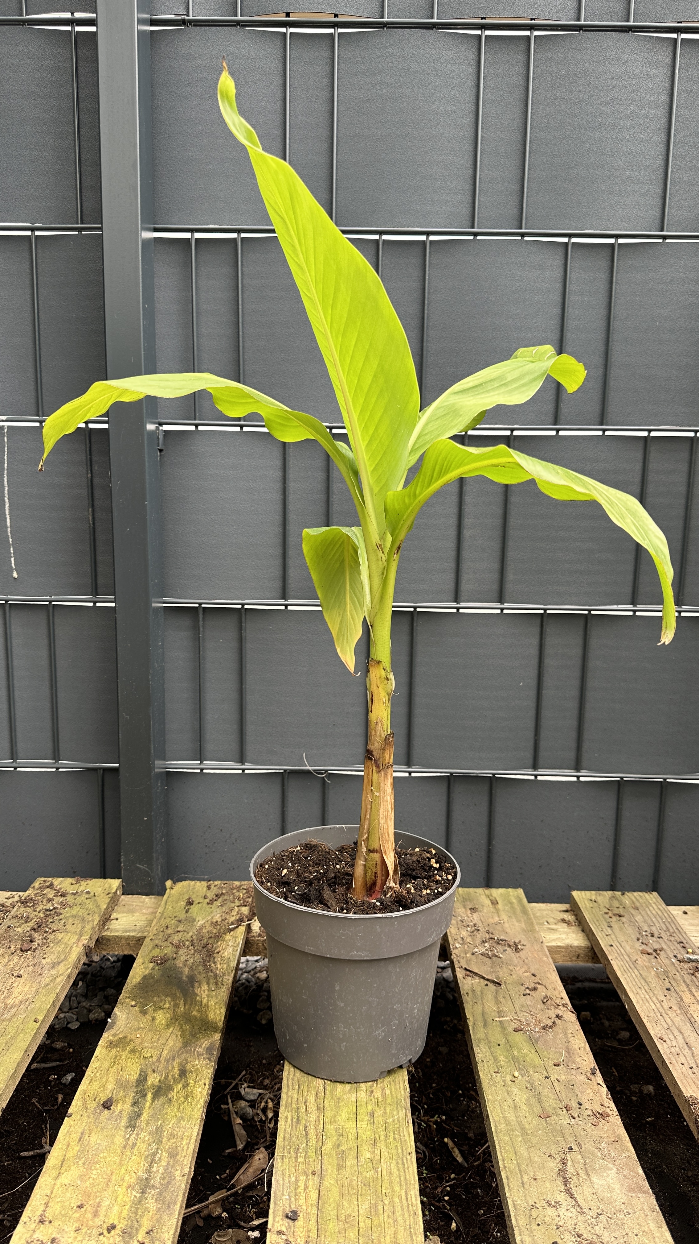 Musa basjoo Japanische Faserbanane, 50-65cm
