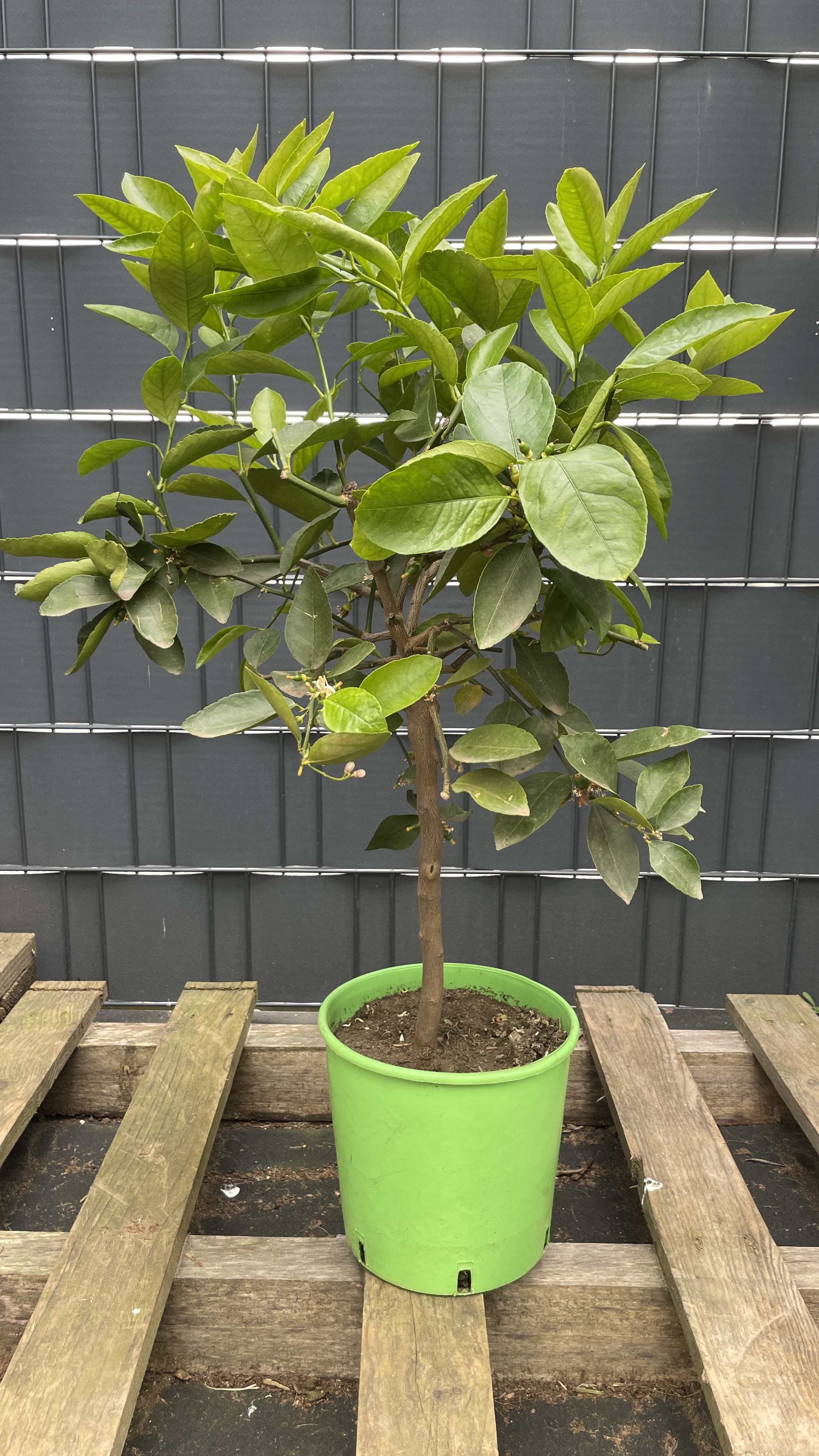 Citrus aurantifolia Lime Echter Limettenbaum 60-70cm