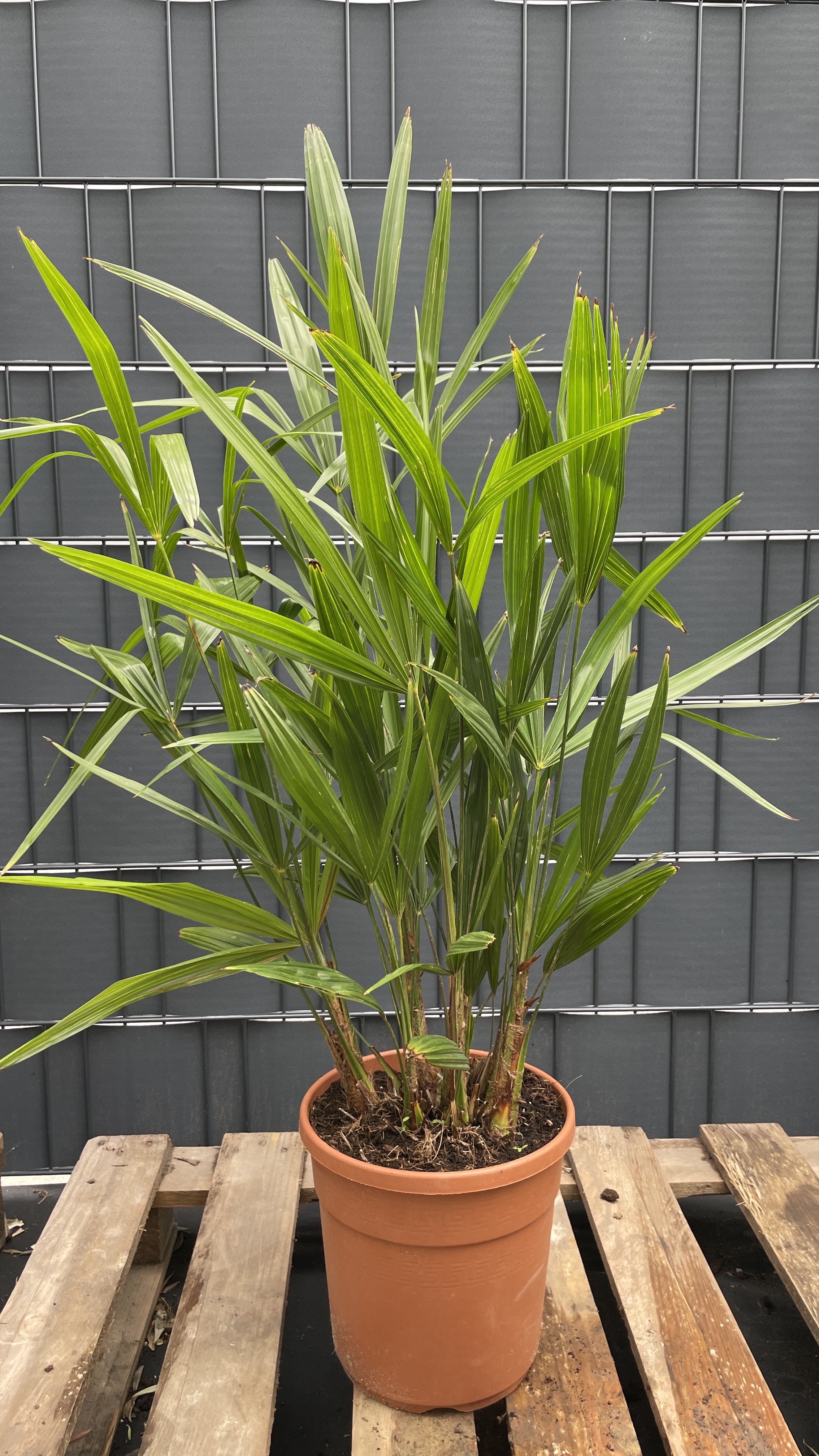 Trachycarpus fortunei Chinesische Hanfpalme Multistamm 85-95cm