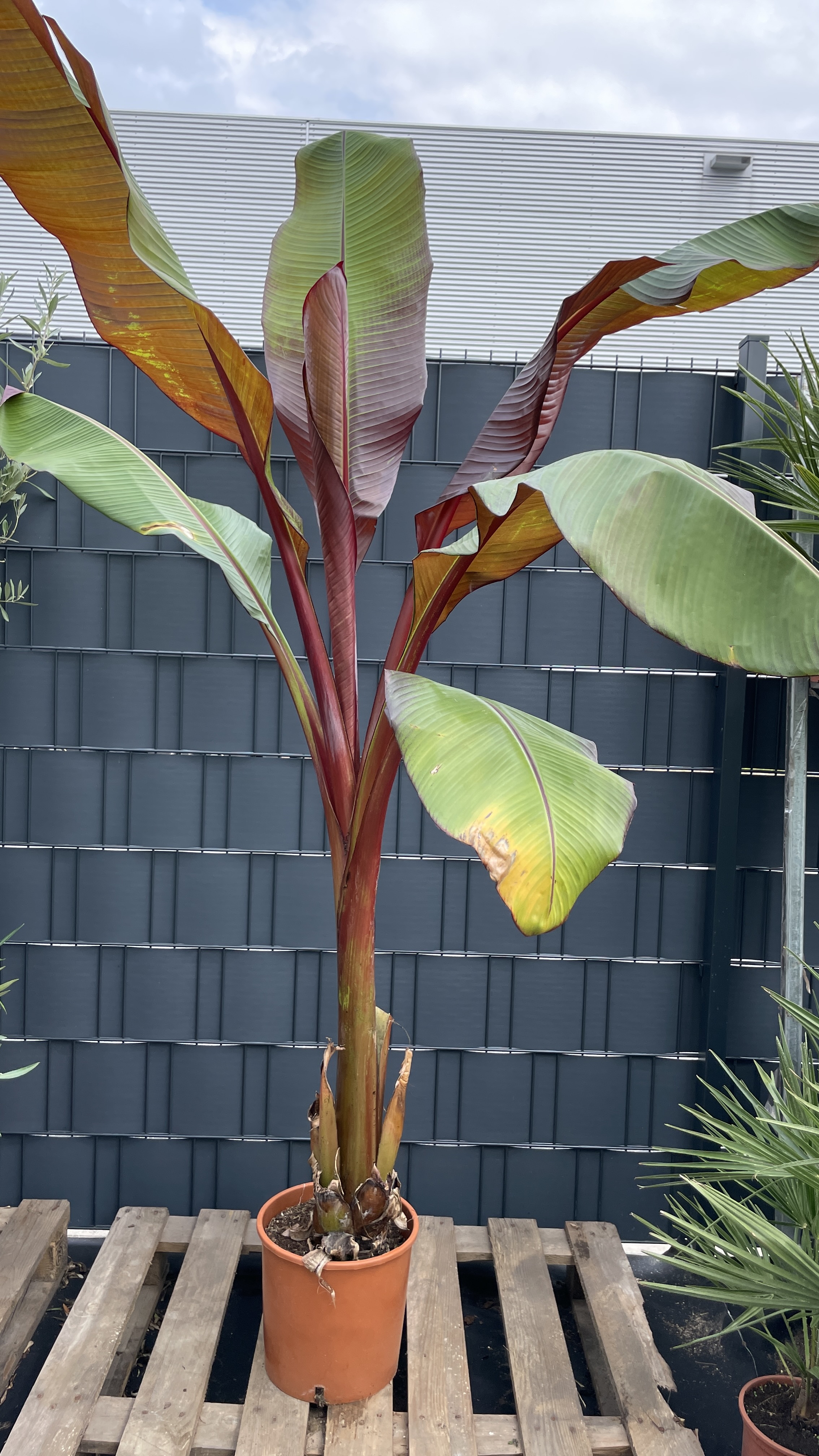 Musa Ensete ventricosum maurelli Rote Zierbanane 180-200cm