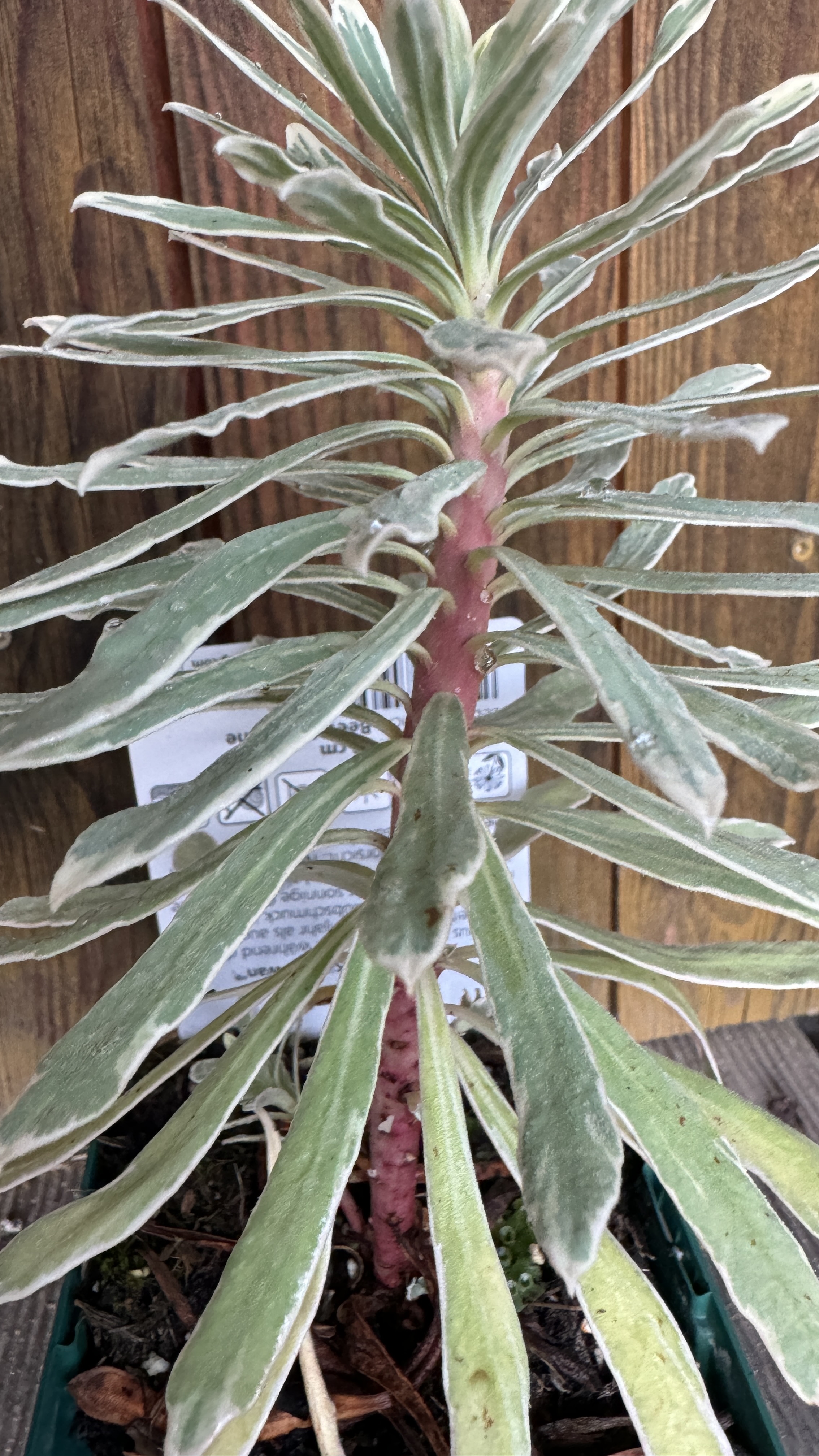 Euphorbia characias 'Silver Swan' Mittelmeer-Wolfsmilch 30-35cm