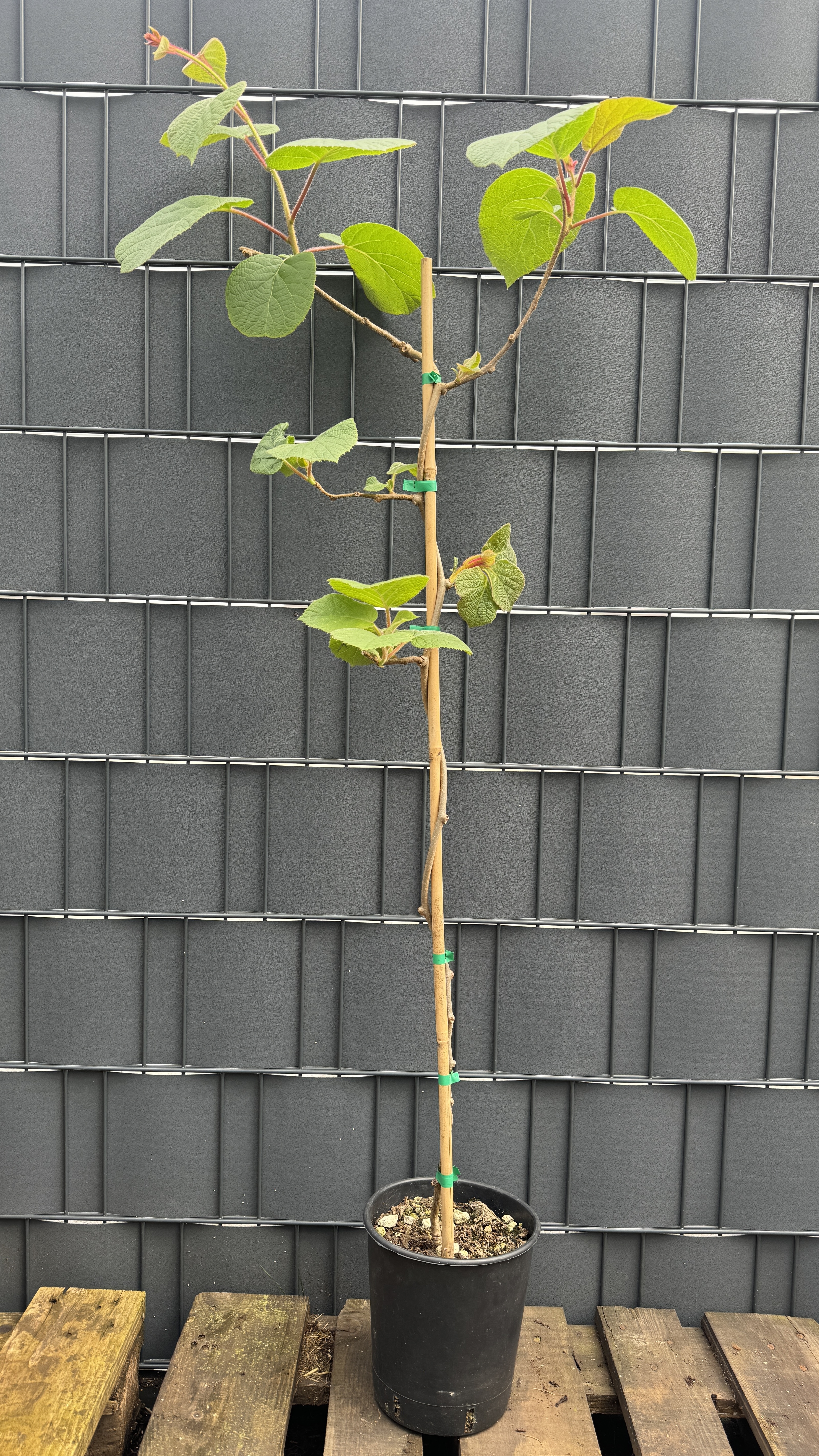 Actinidia deliciosa "Jenny" Kiwi Selbstbefruchtend 110-140cm