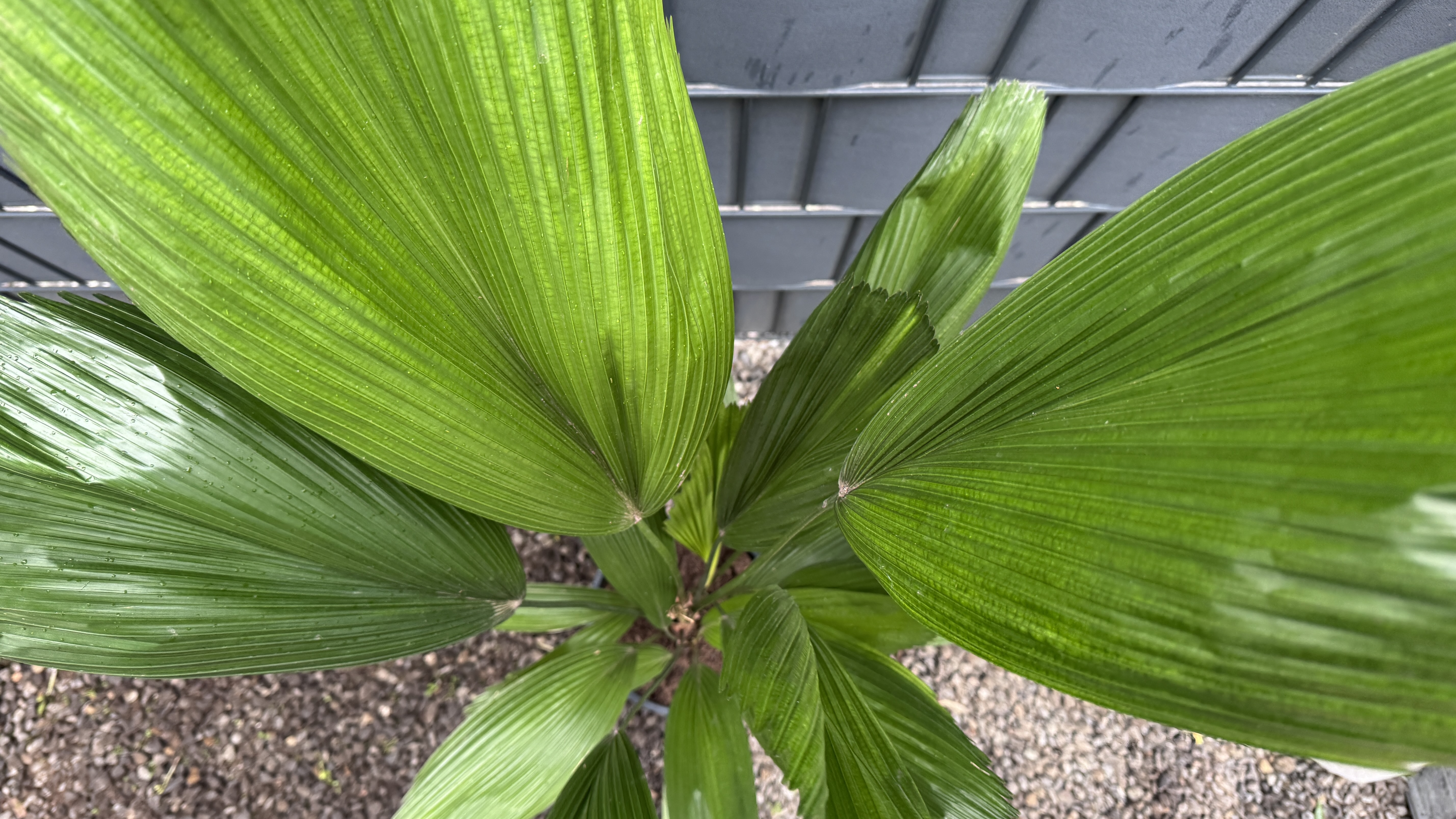 Licuala grandis Großblättrige Strahlenpalme 80-95cm