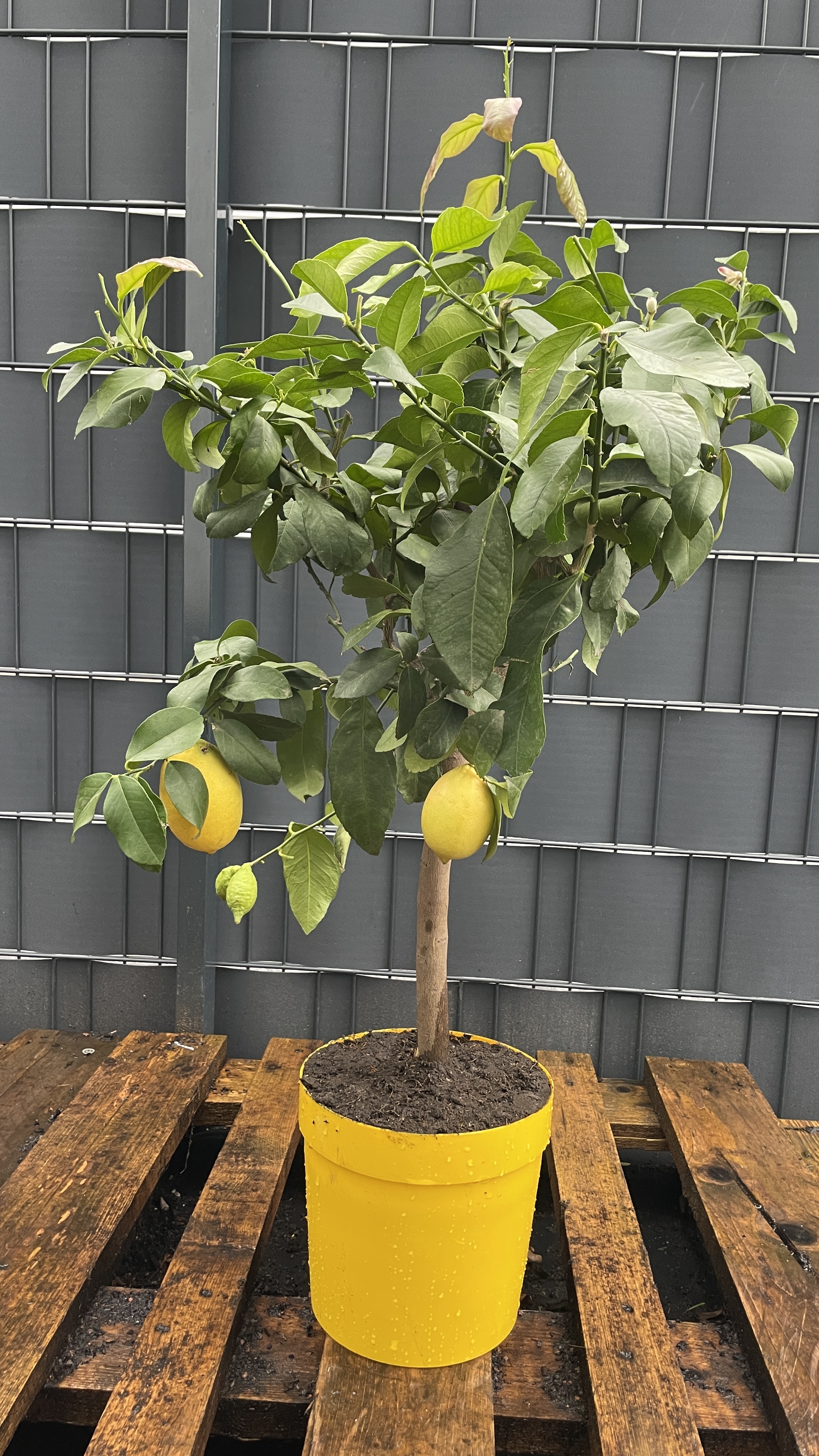 Zitrone Citrus limon 140-170 cm mit Früchten Echter Zitronenbaum 