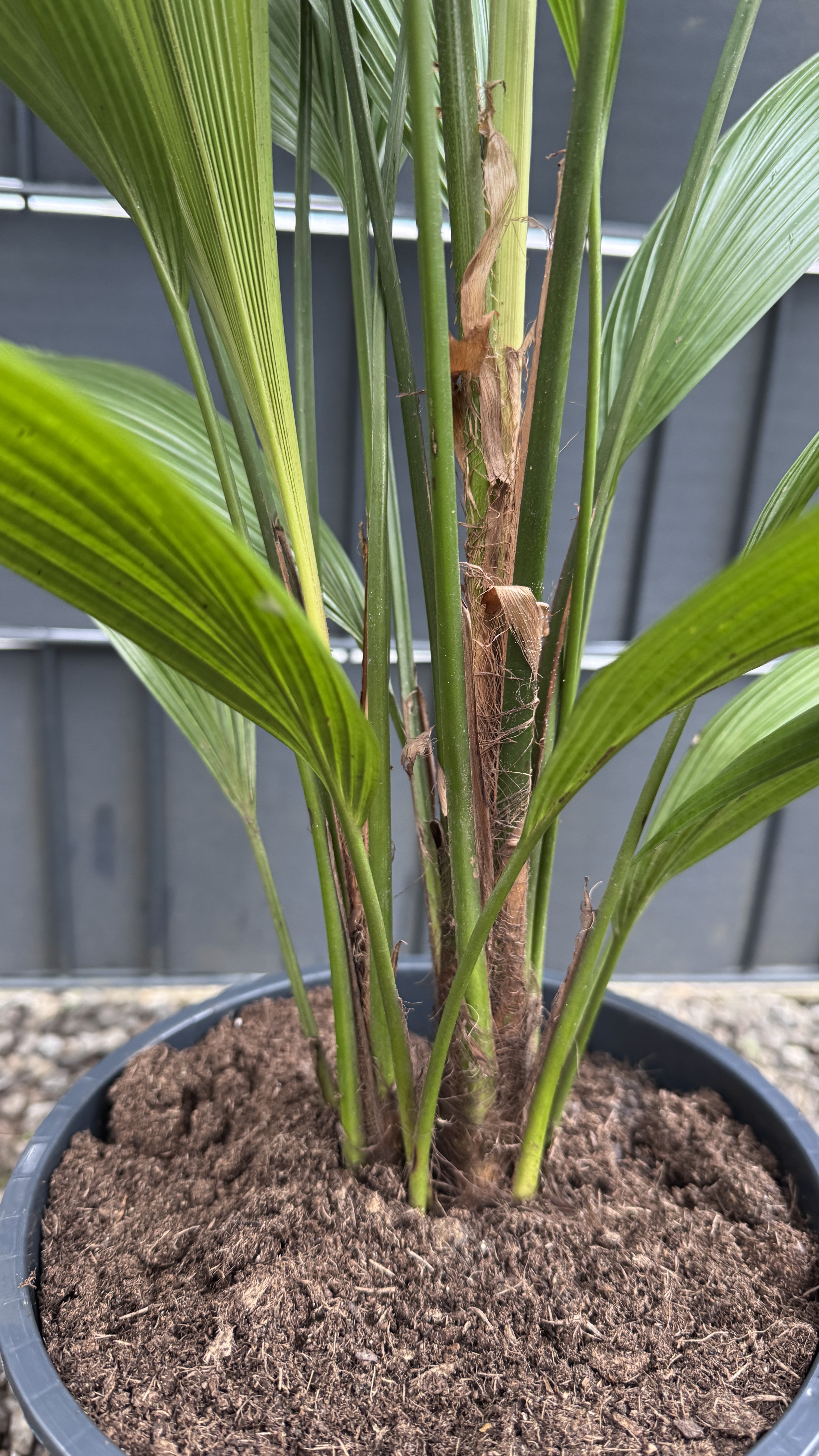 Licuala grandis Großblättrige Strahlenpalme 80-95cm