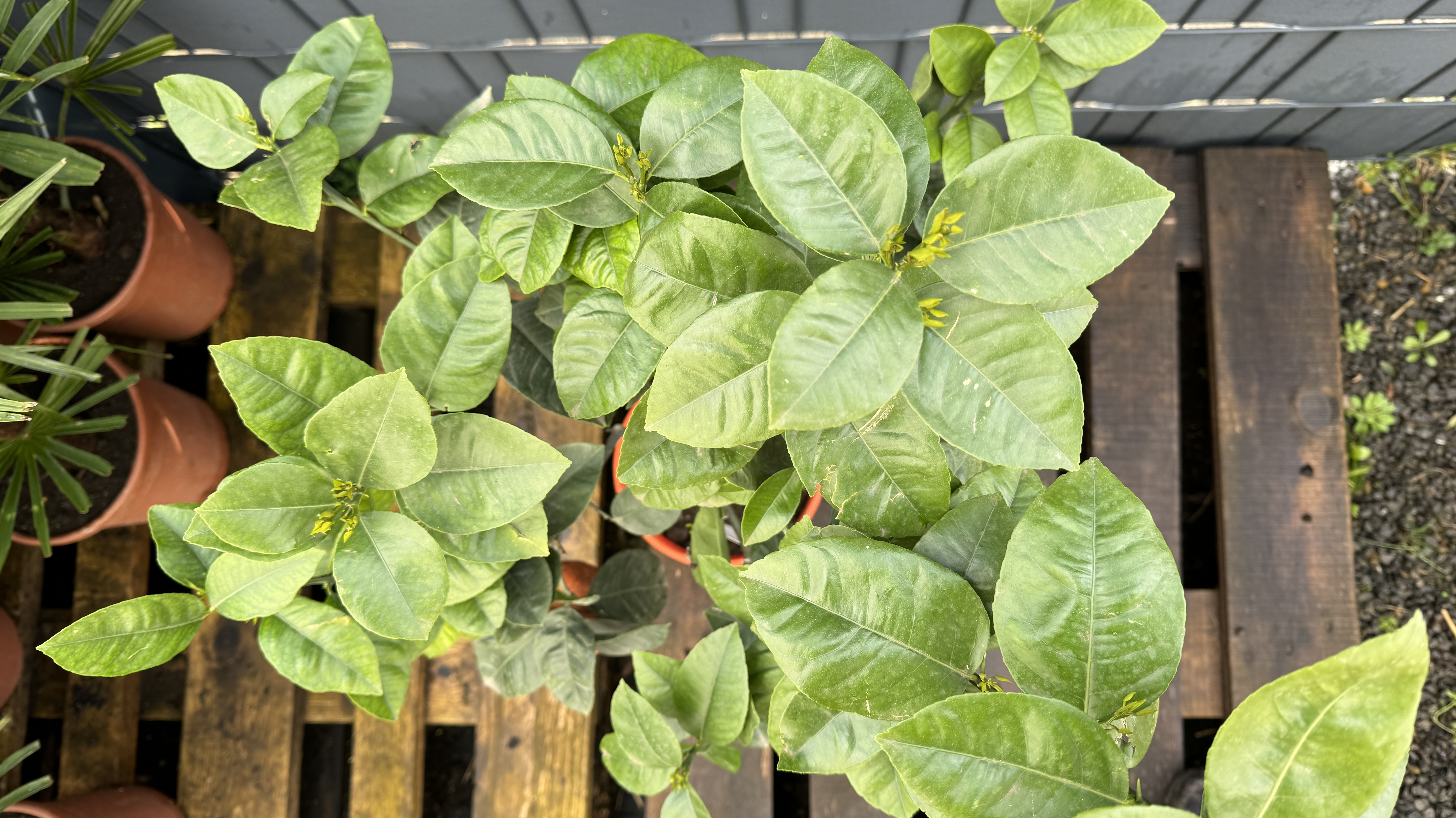 Citrus meyeri x Citrus sinensis doppio sanguineo Orange "Arcobal" Regenbogen Orange 70-90cm