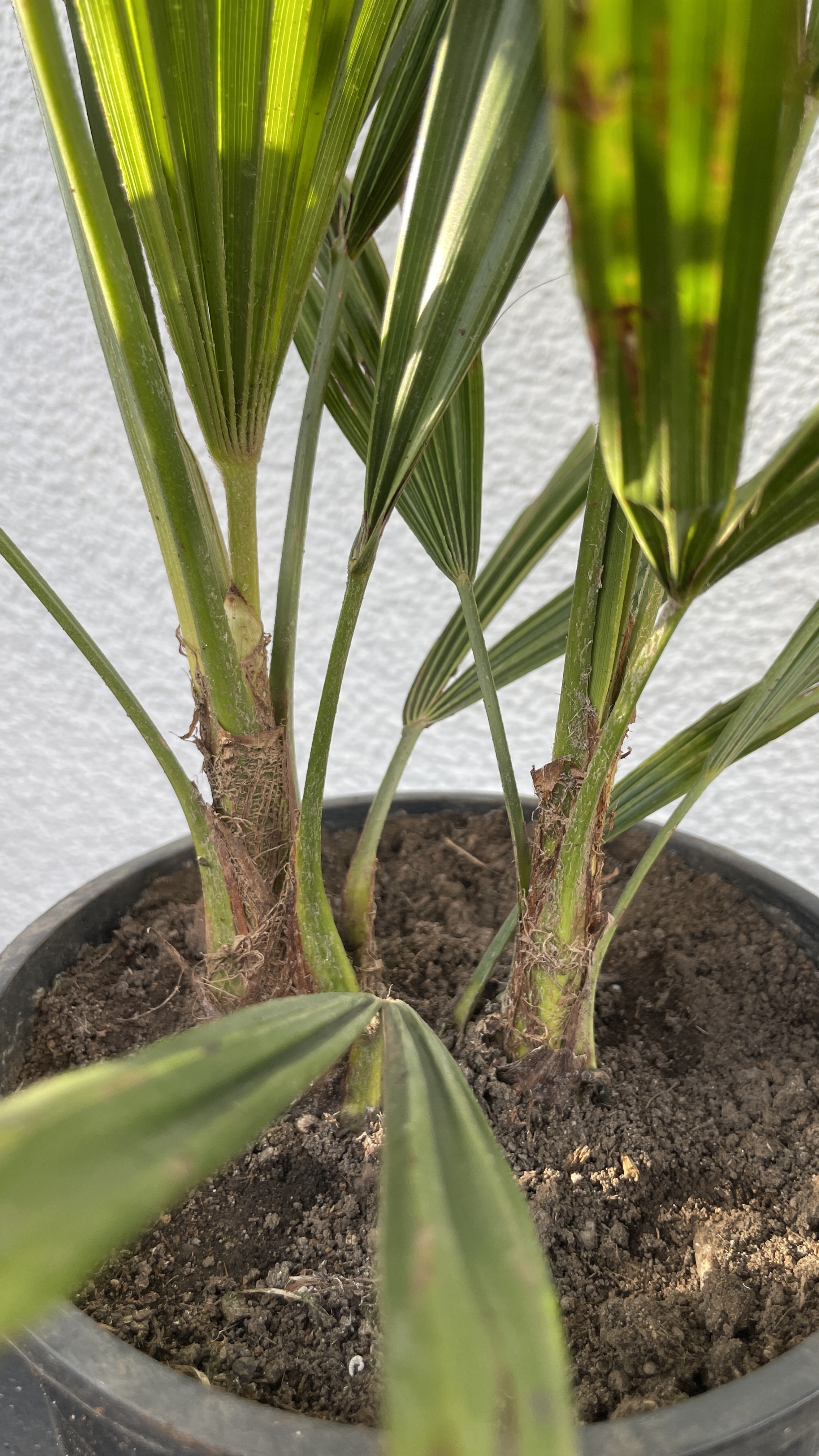 Trachycarpus fortunei Chinesische Hanfpalme 50-70cm, Doppelstamm