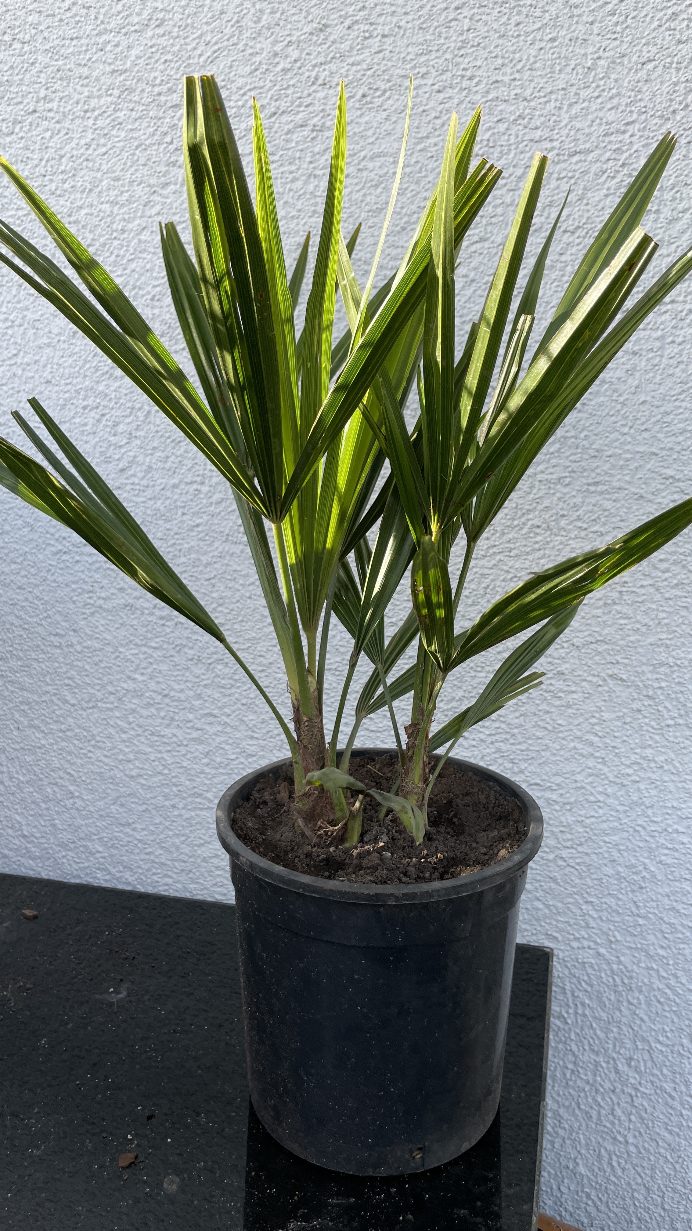 Trachycarpus fortunei Chinesische Hanfpalme 50-70cm, Doppelstamm