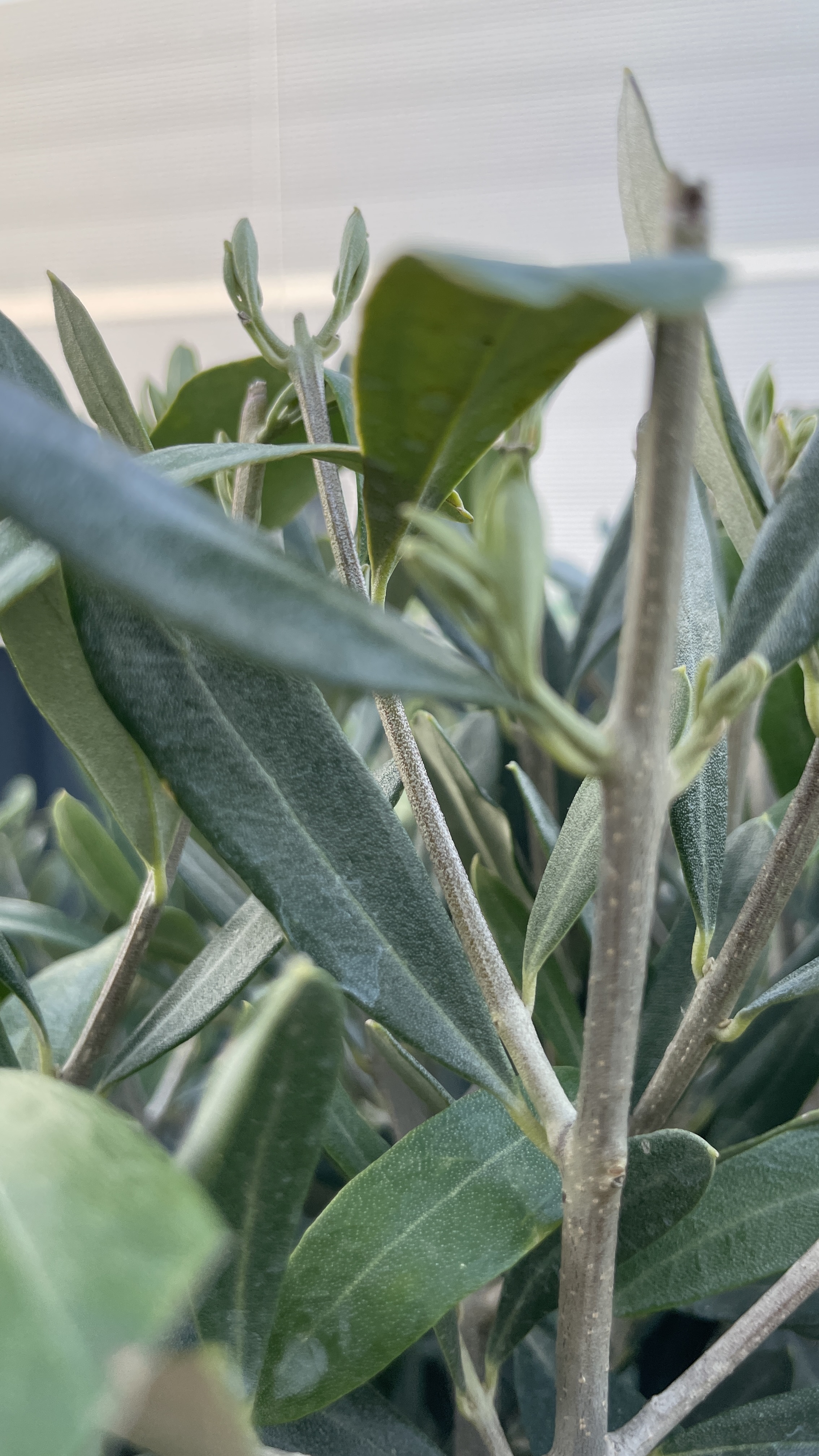 Olea europaea - Olivenbaum 170-180cm