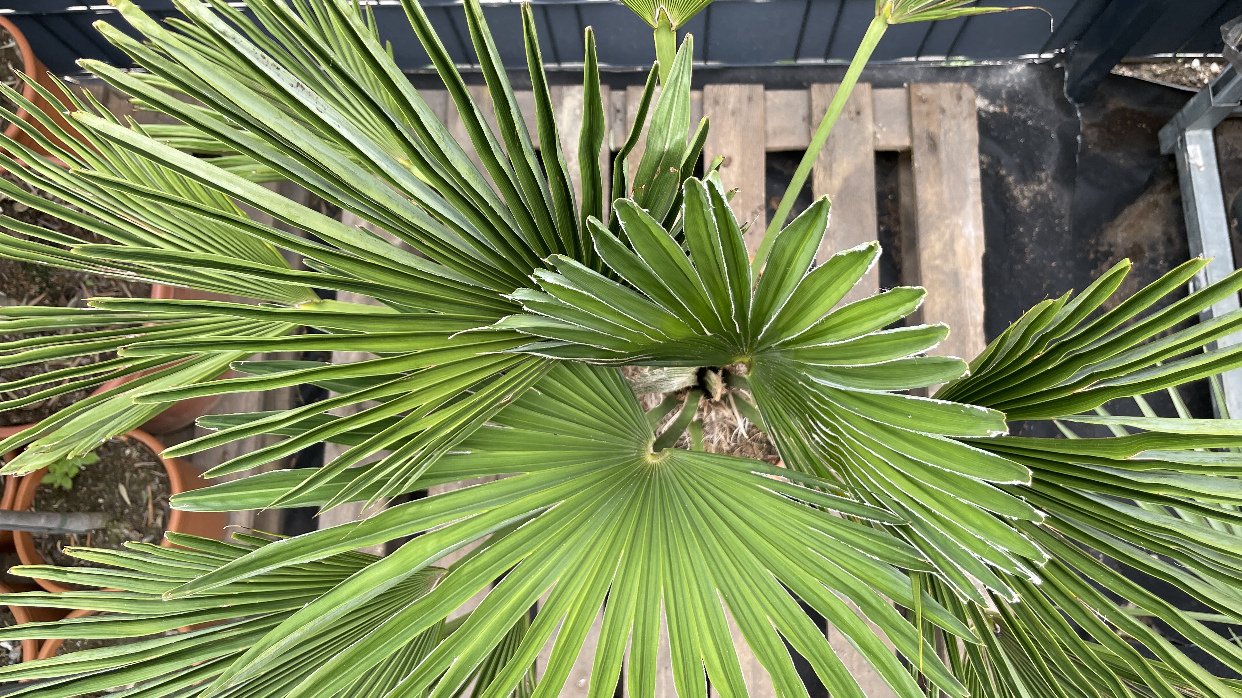 Trachycarpus wagnerianus - Wagners Hanfpalme 125-135cm