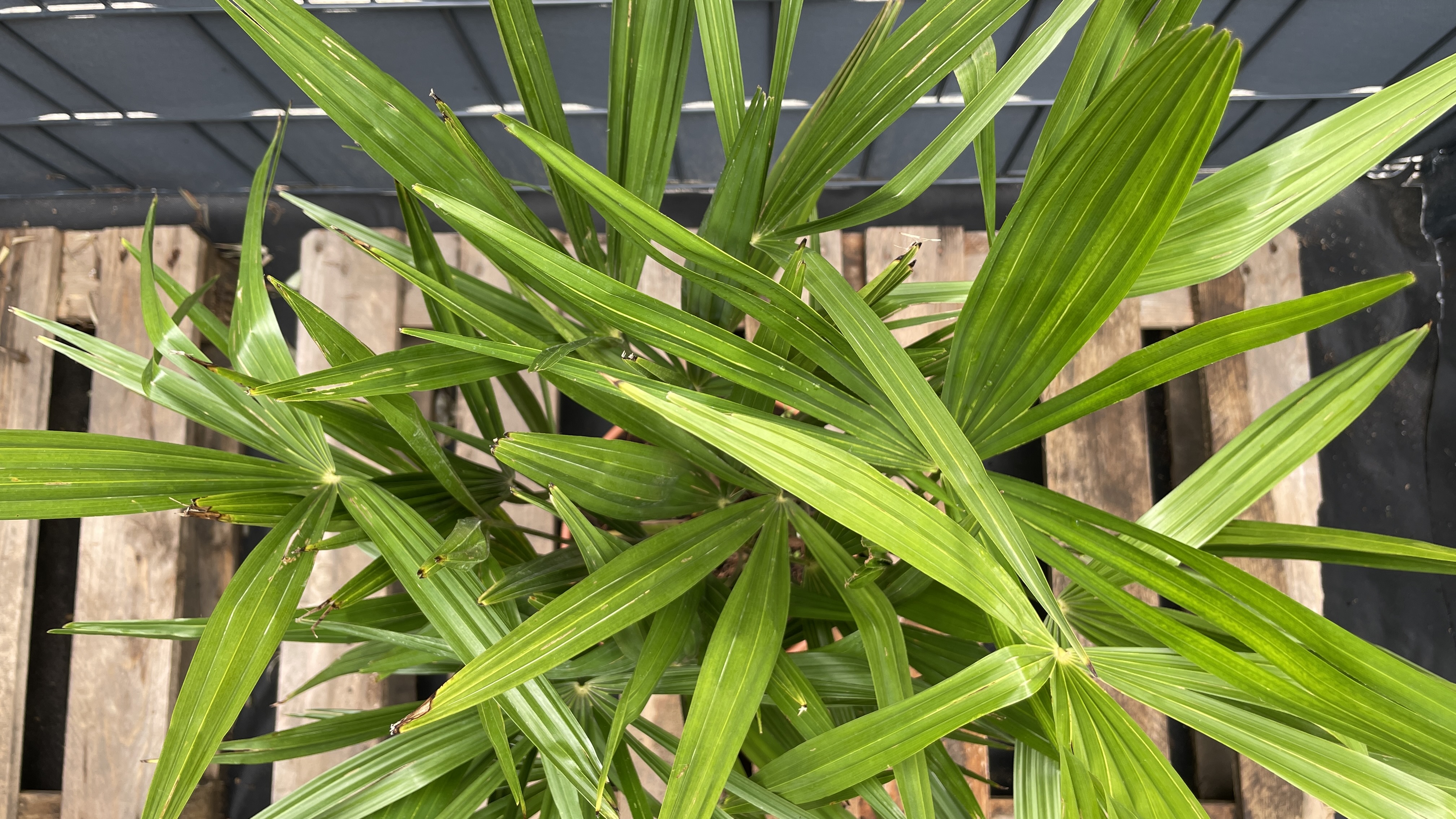 Trachycarpus fortunei Chinesische Hanfpalme Doppelstamm 80-90cm
