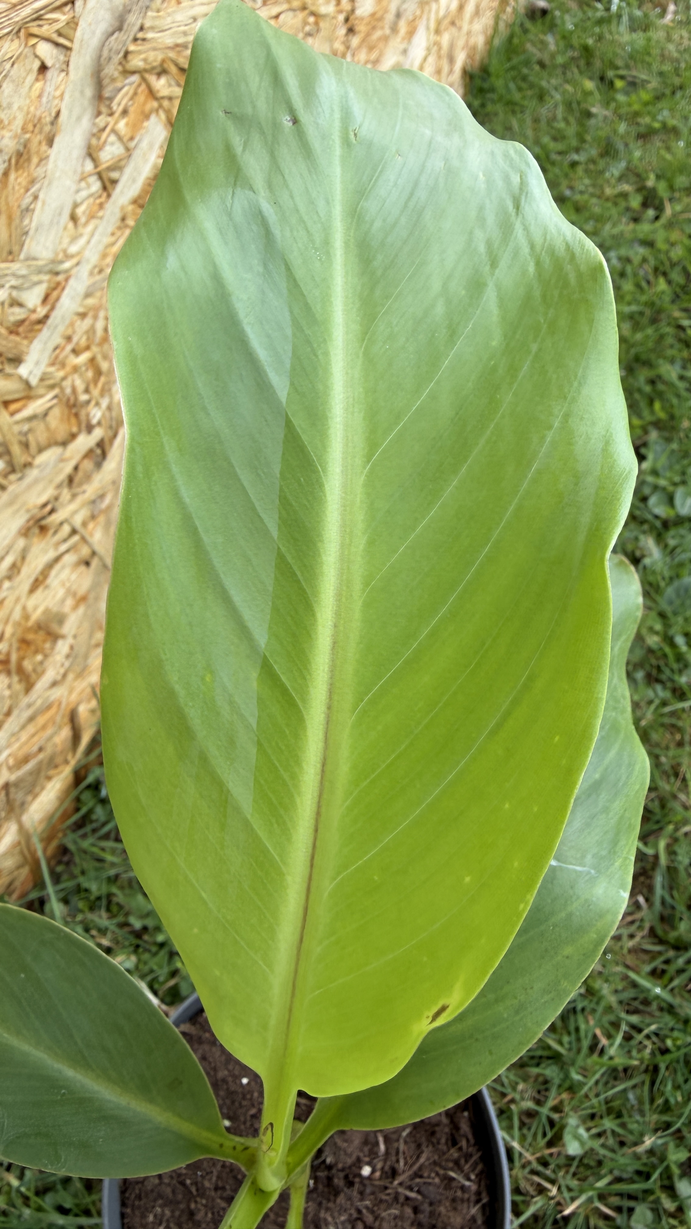 Musa itinerans "Forma India" Indische Banane, 30-40cm