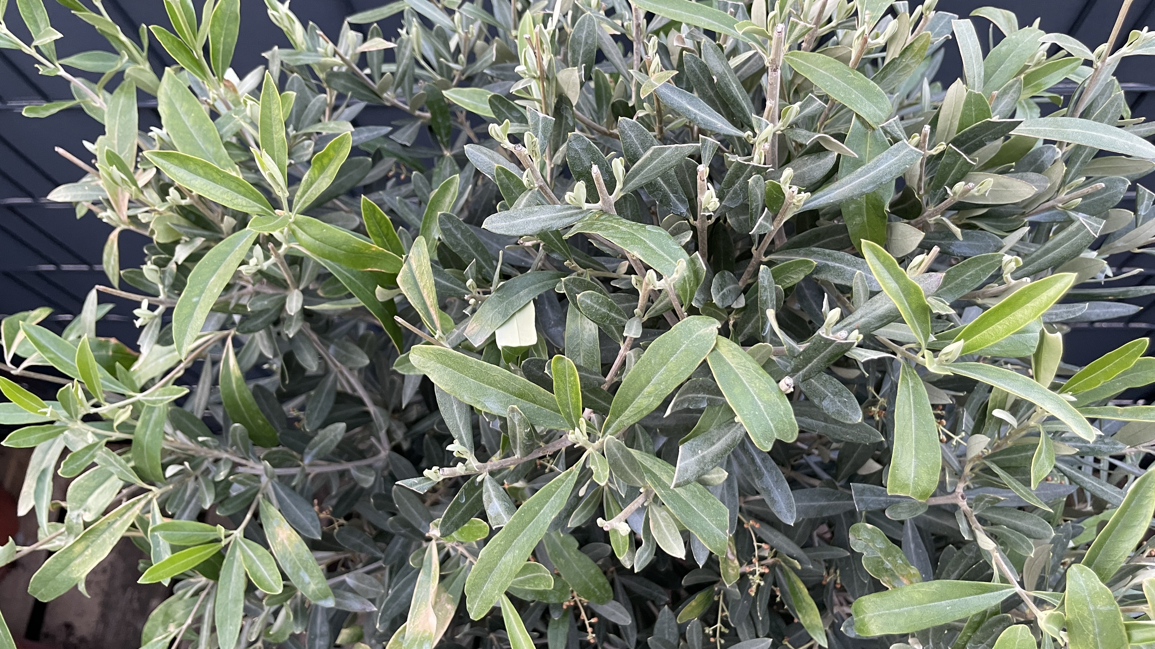 Olea europaea - Olivenbaum 170-180cm