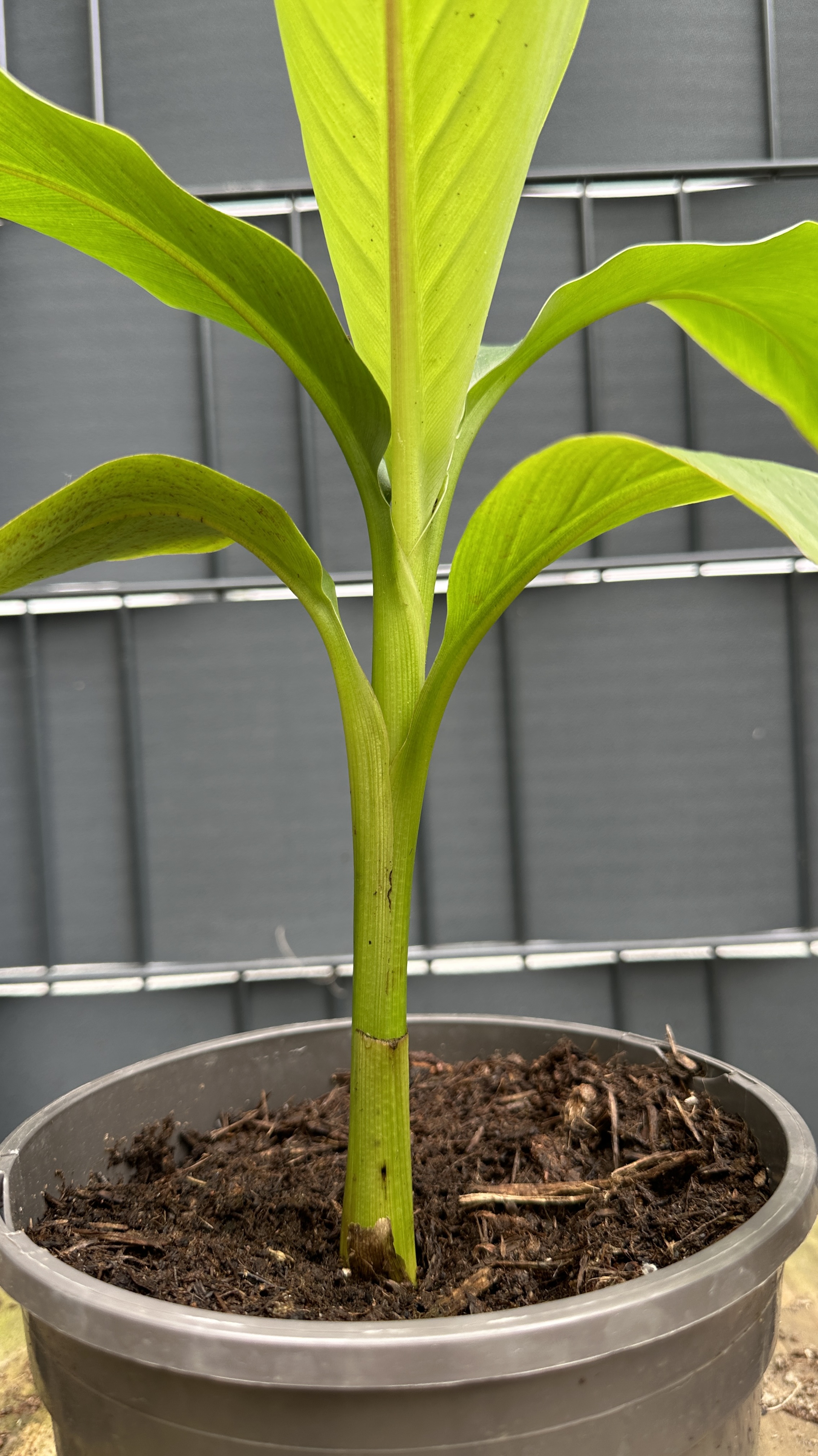 Musa basjoo Japanische Faserbanane, 35-50cm