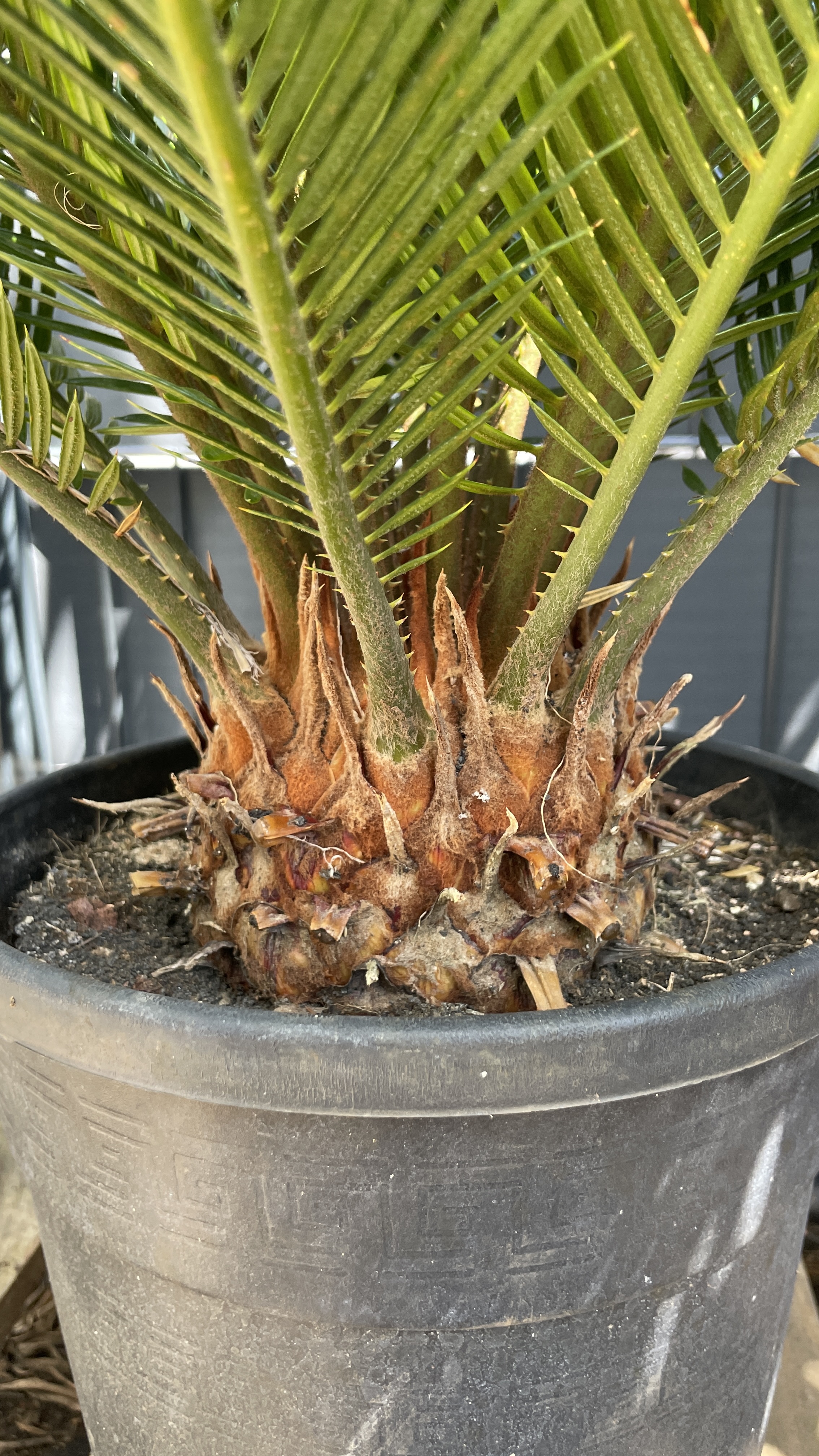 Cycas revoluta - Japanischer Sagopalmfarn 65-70cm / Wedel 22+
