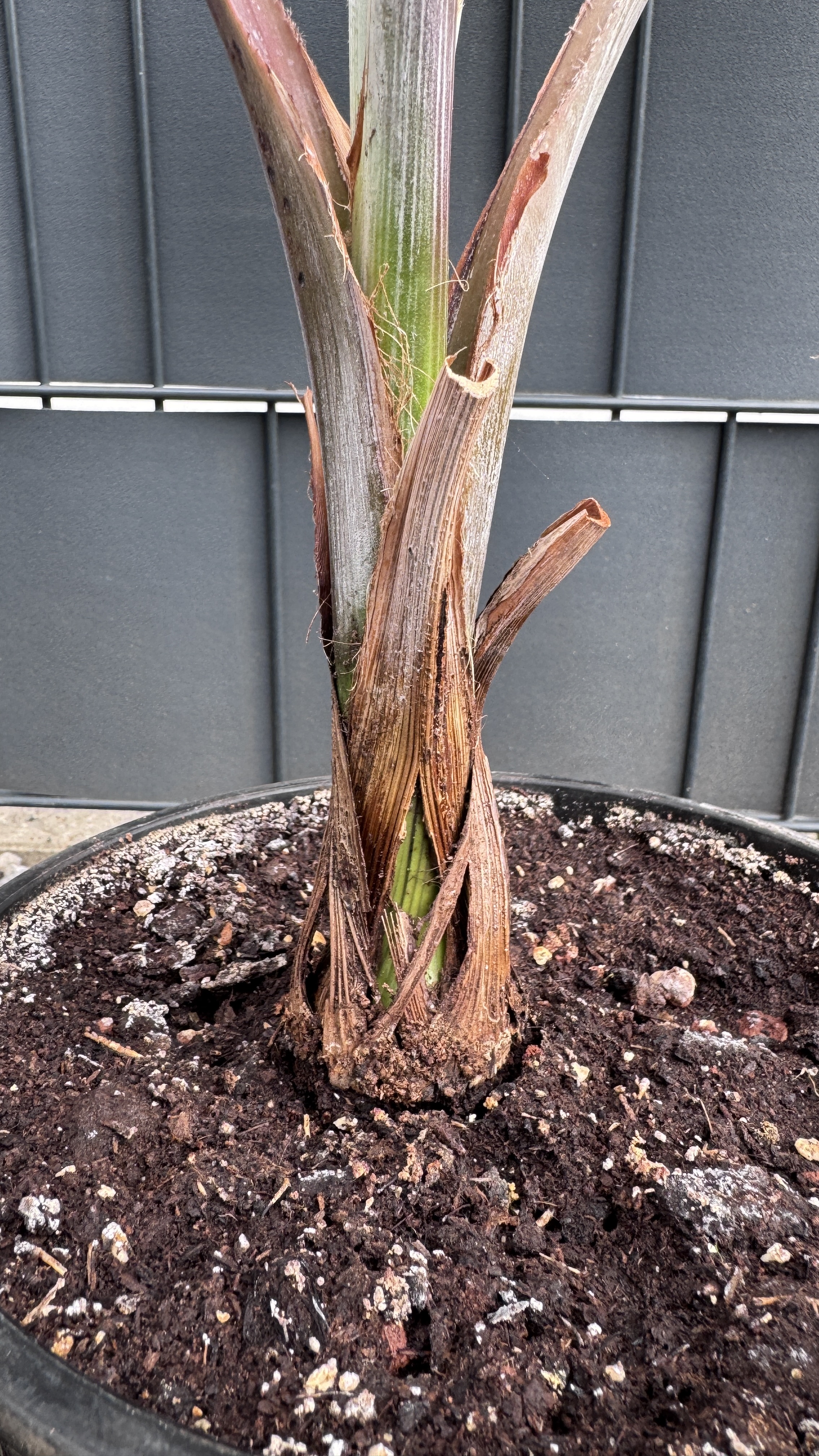 Bismarckia nobilis Bismarckpalme 60-80cm