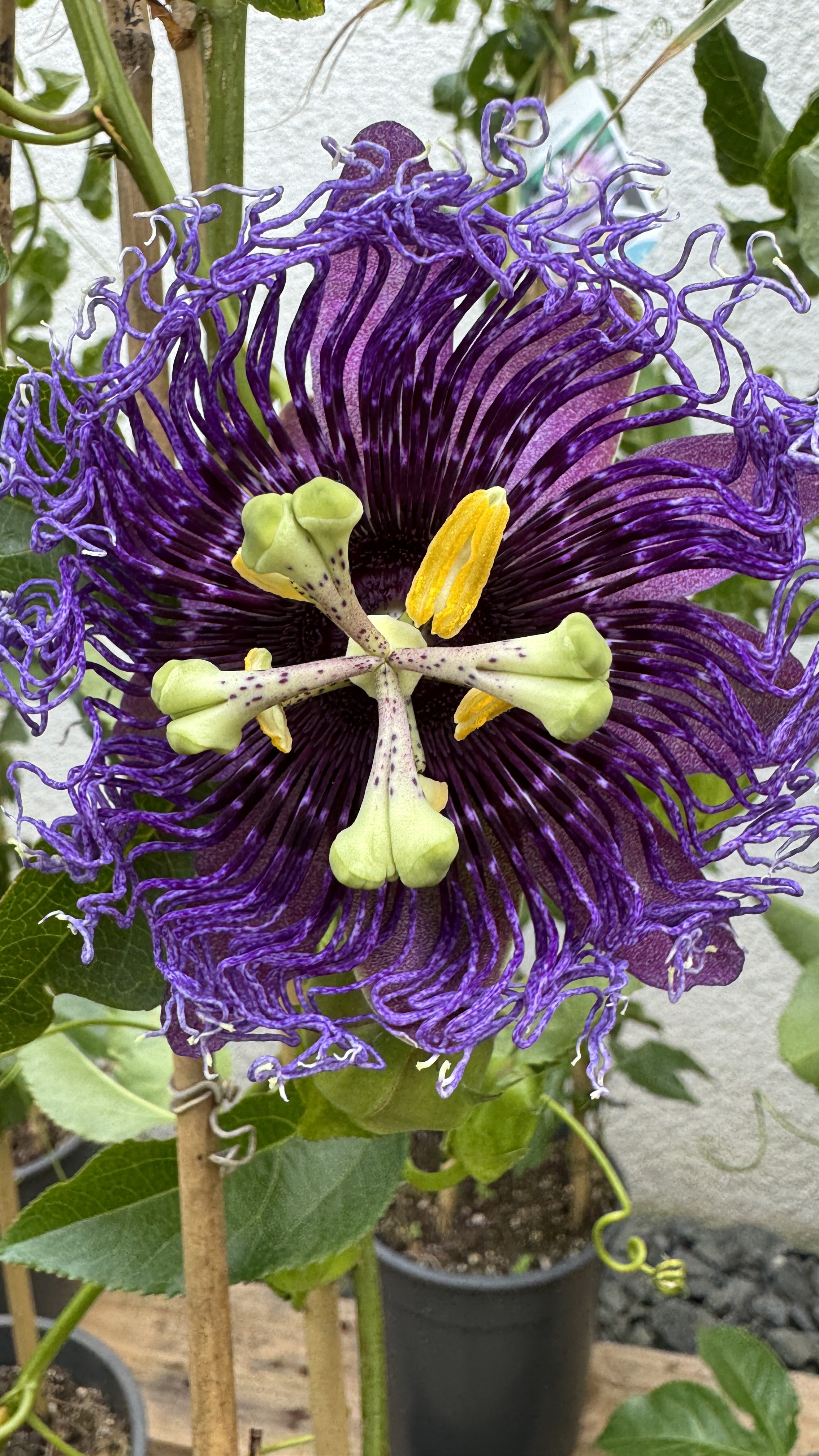 Passiflora edulis Passionsfrucht (Maracuja) 85-100cm