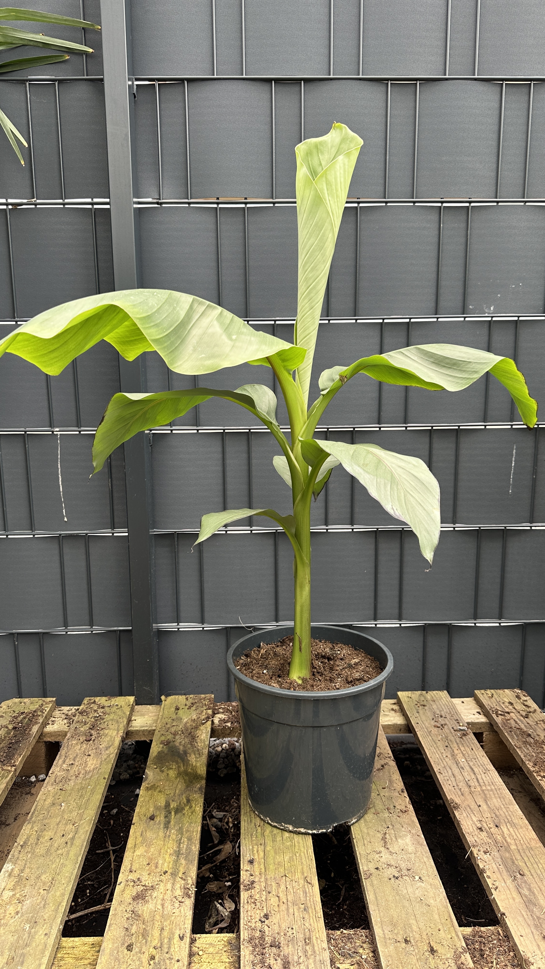 Musa basjoo Japanische Faserbanane, 70-90cm
