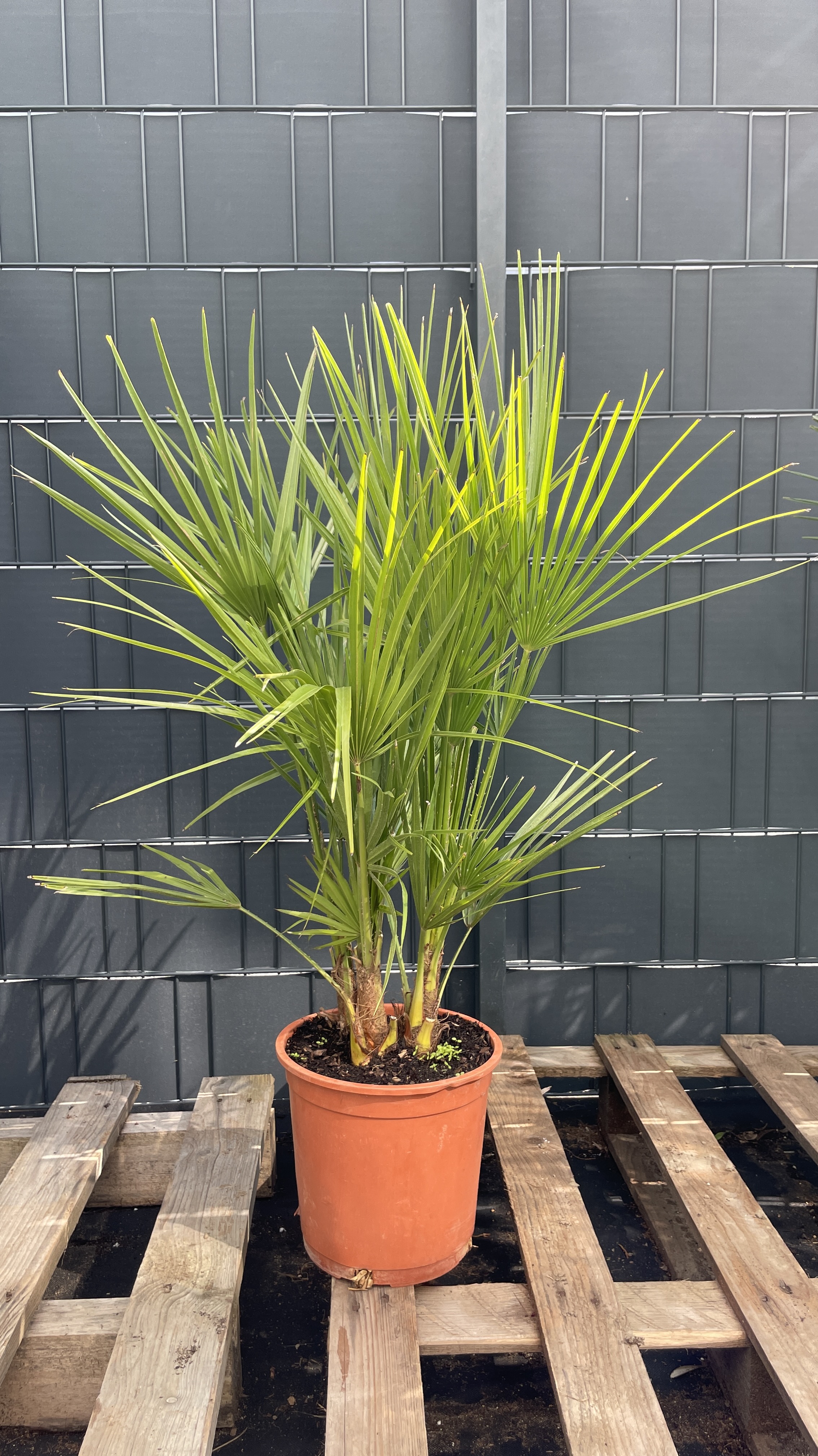 Chamaerops humilis - Zwergpalme 100-110cm Doppelstamm