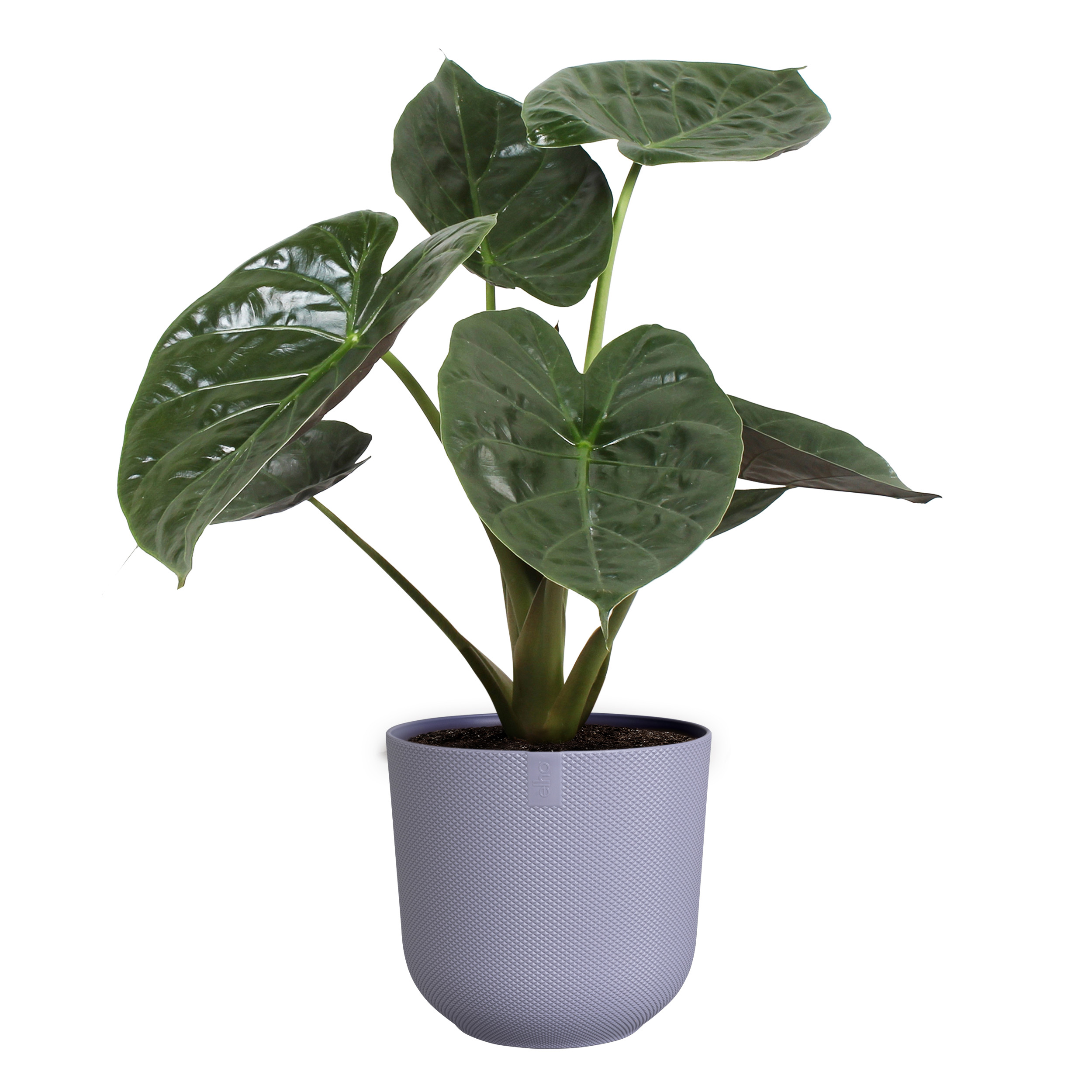 elho jazz rund 26cm lavendel lila