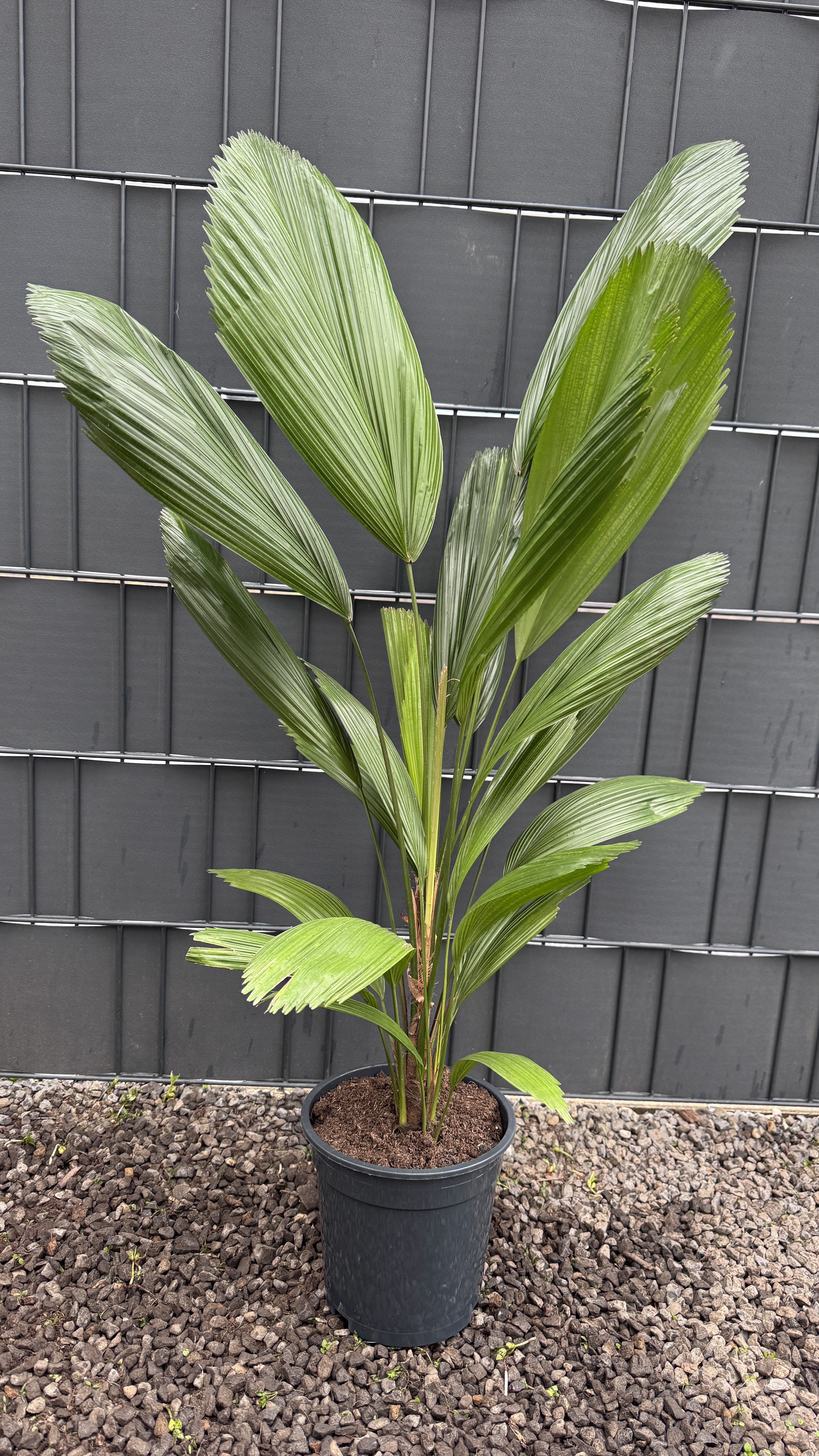 Licuala grandis Großblättrige Strahlenpalme 80-95cm