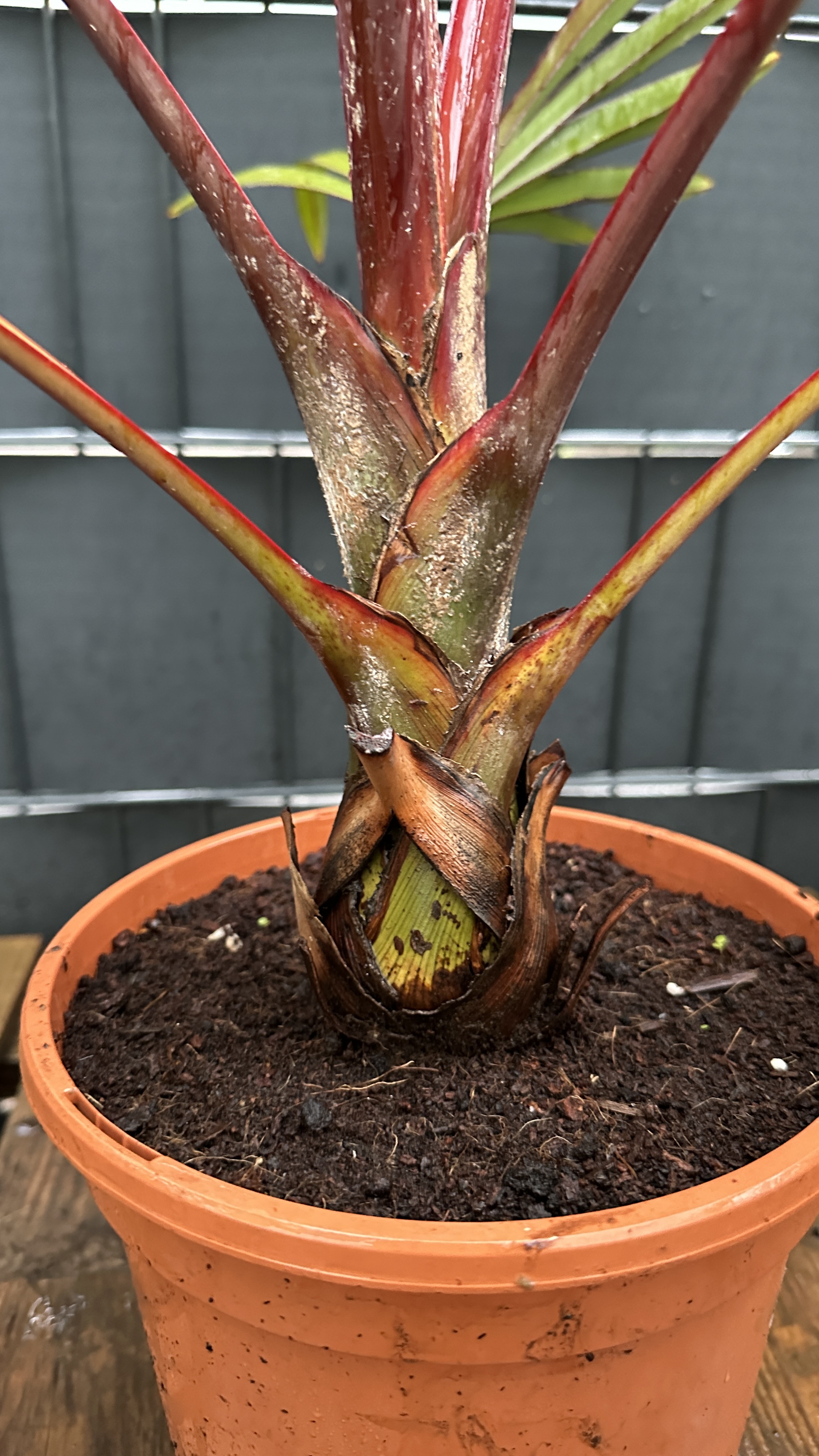 Latania lontaroides Rote Latan Palme 60-80cm