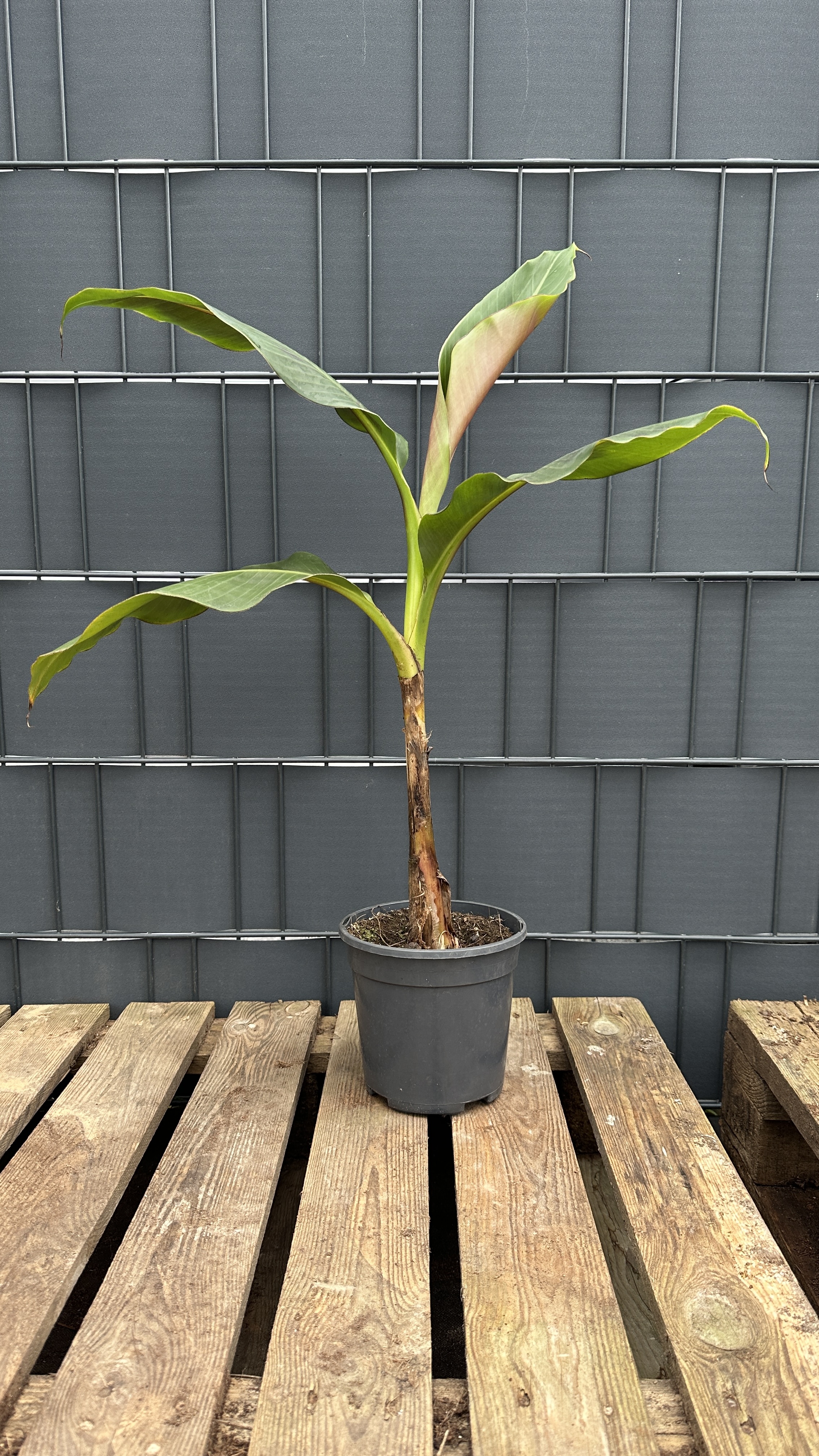 Musa sikkimensis Darjeeling Banane, 50-70cm