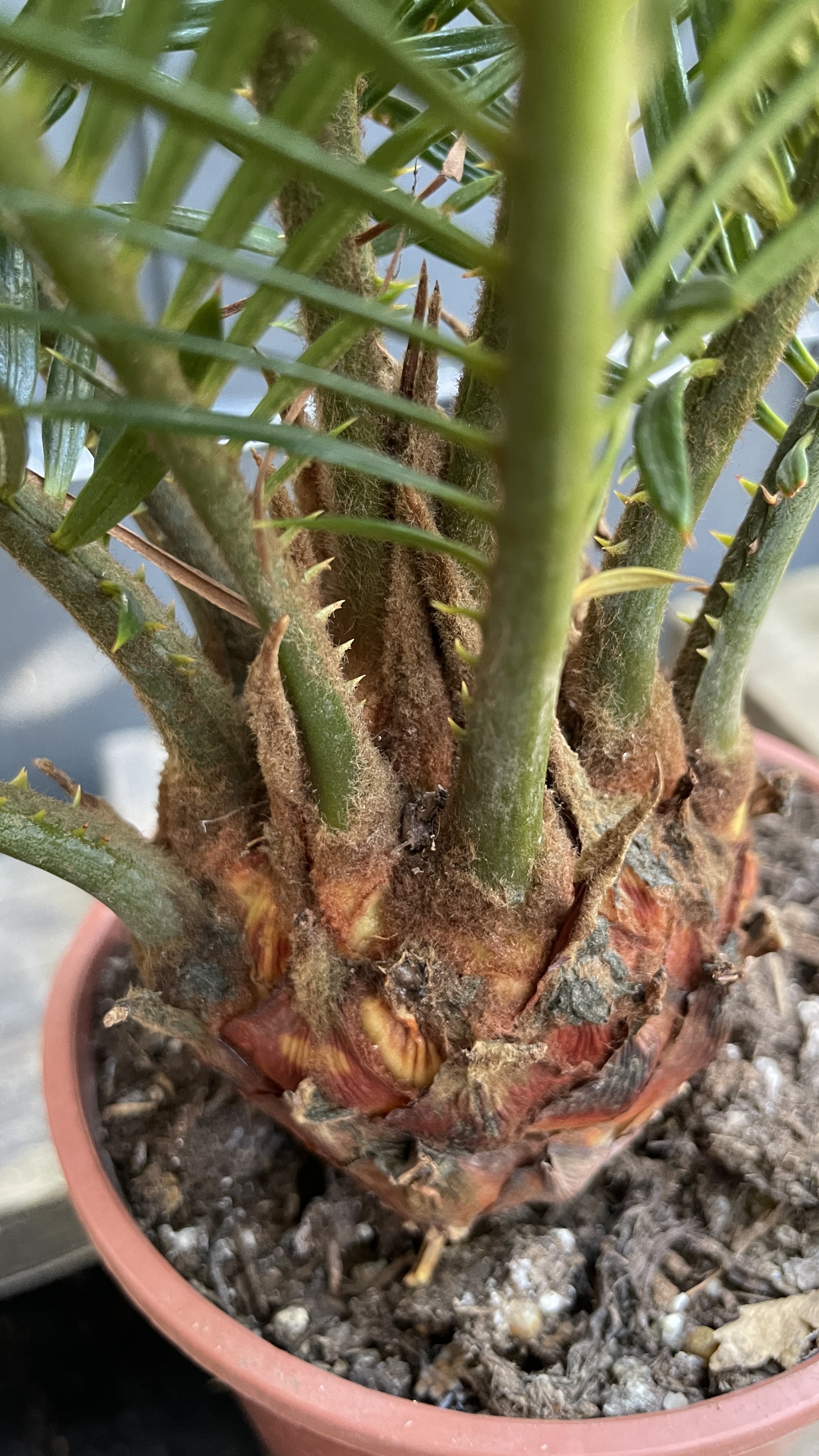 Cycas revoluta - Japanischer Sagopalmfarn 45-55cm
