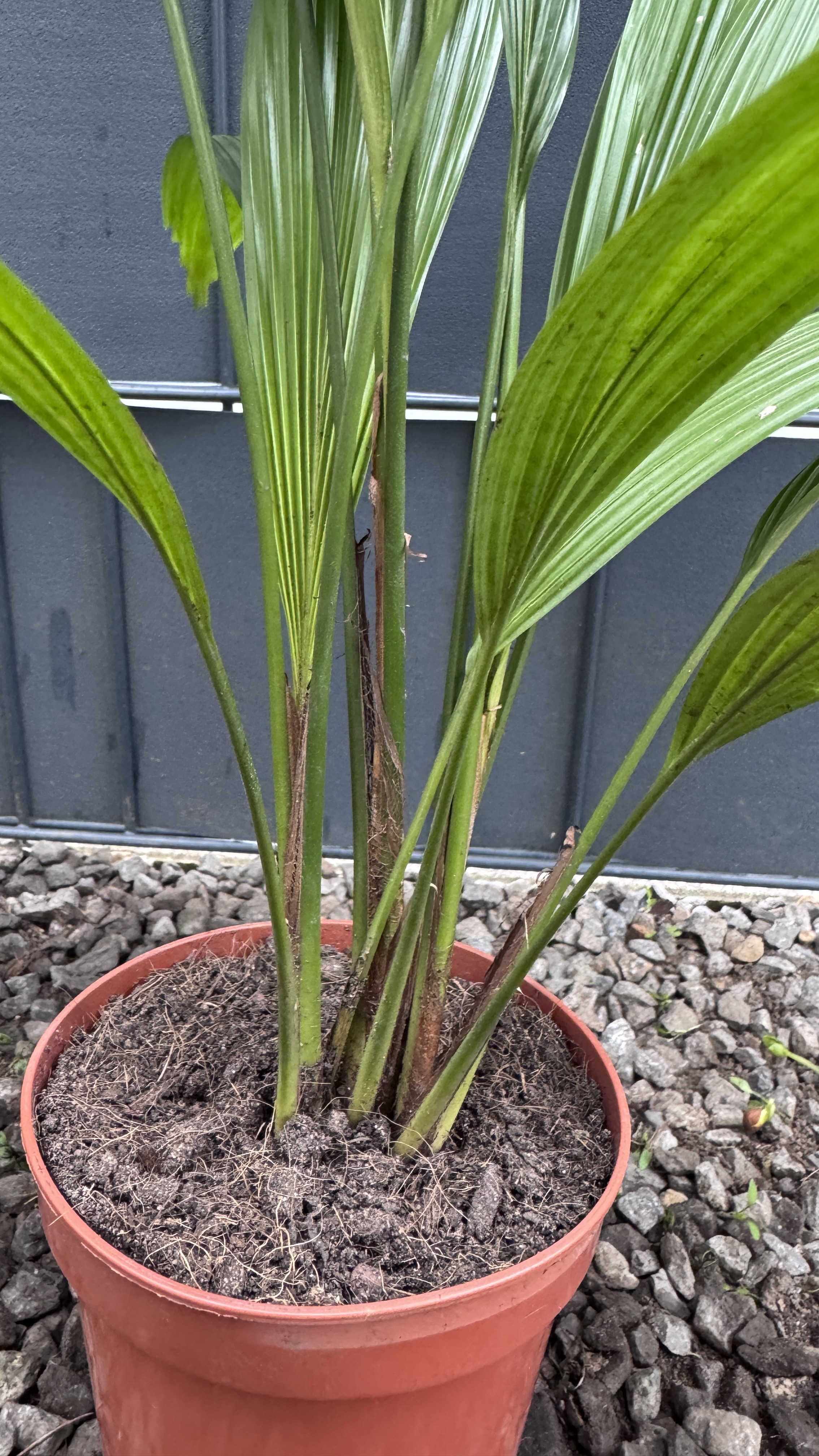 Licuala grandis Großblättrige Strahlenpalme 50-60cm
