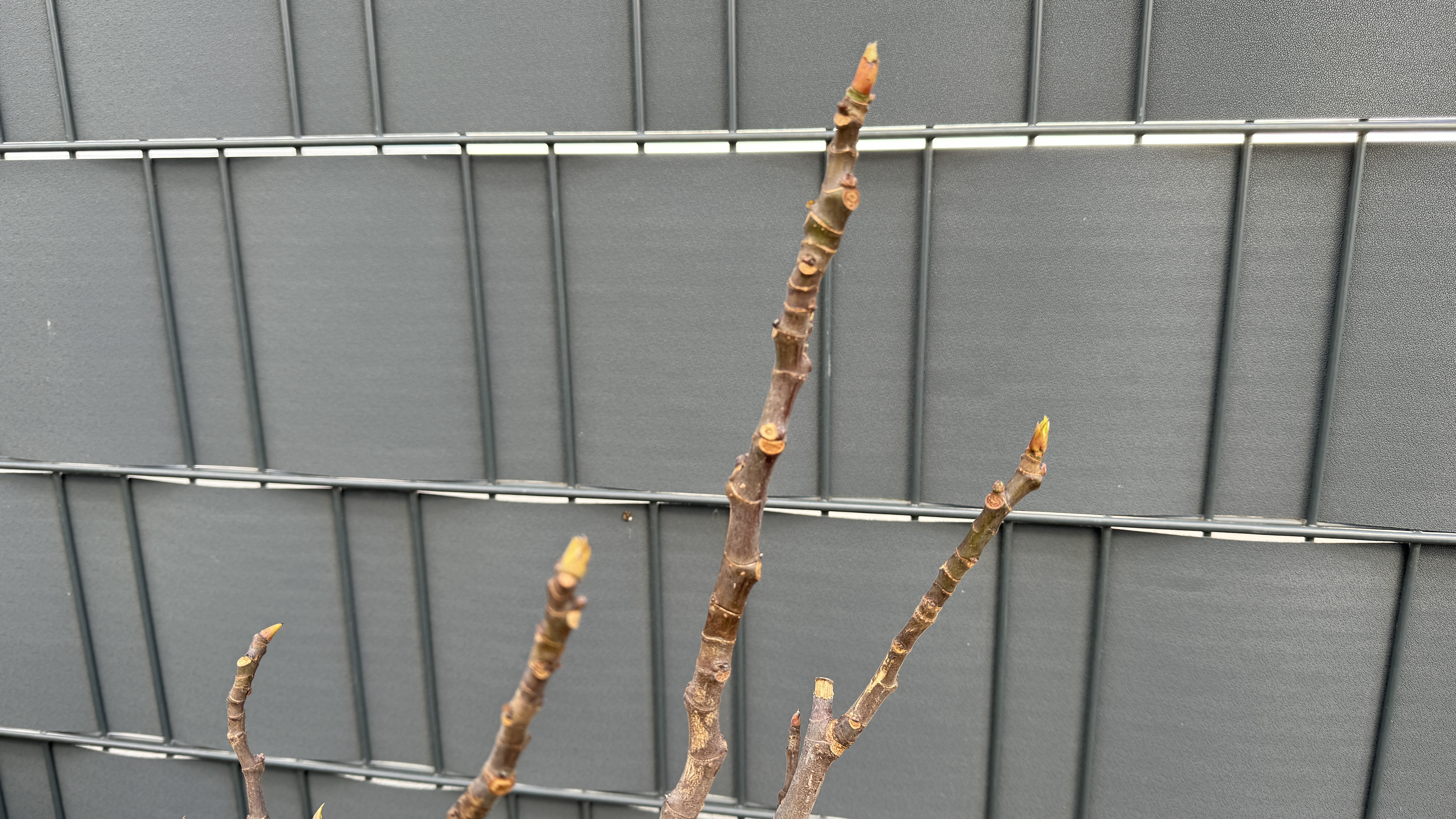 Ficus carica Echter Feigenbaum 95-110cm
