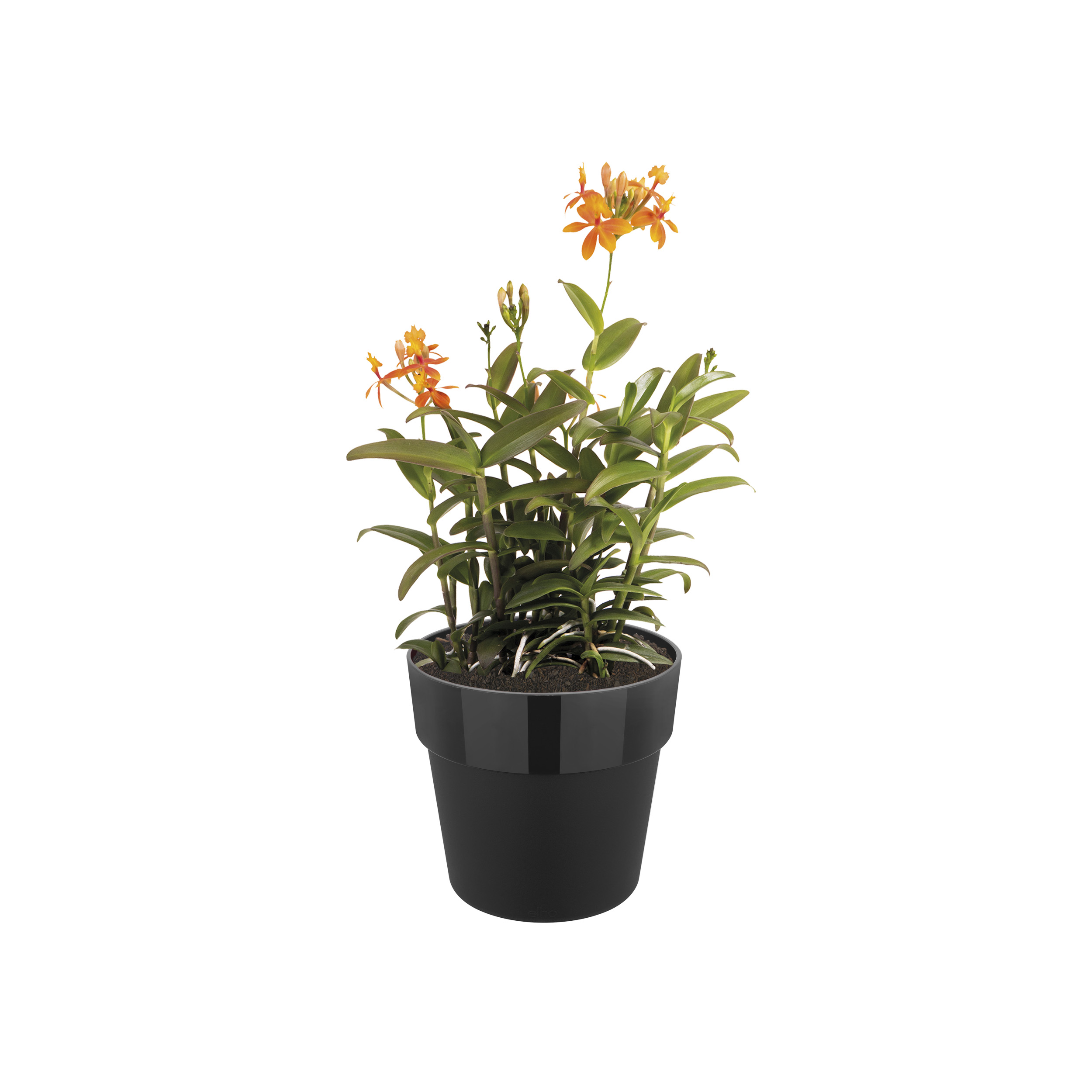 elho b.for original rund Rollen 35cm, living black