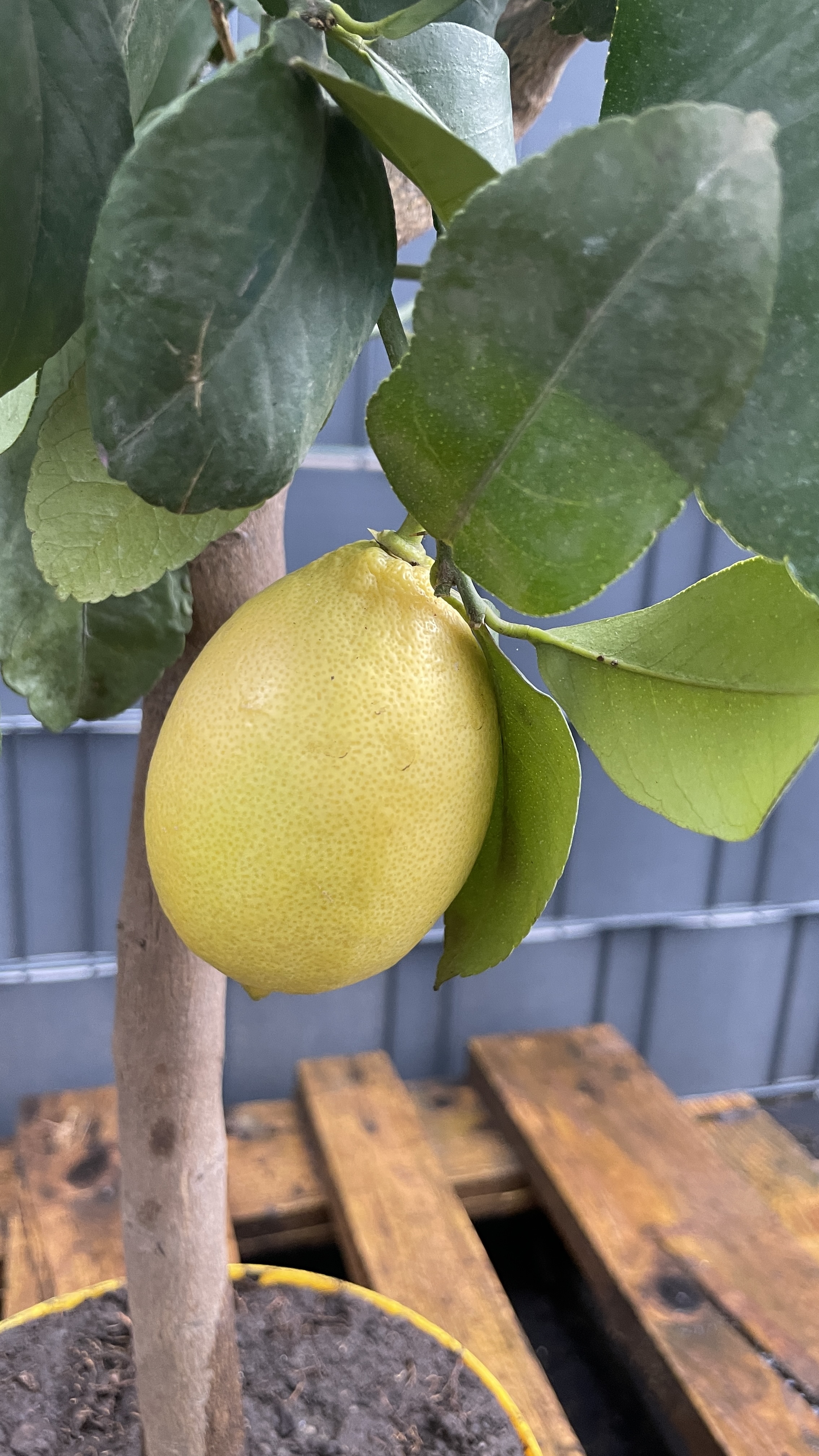 Citrus limon Echter Zitronenbaum 70-80cm